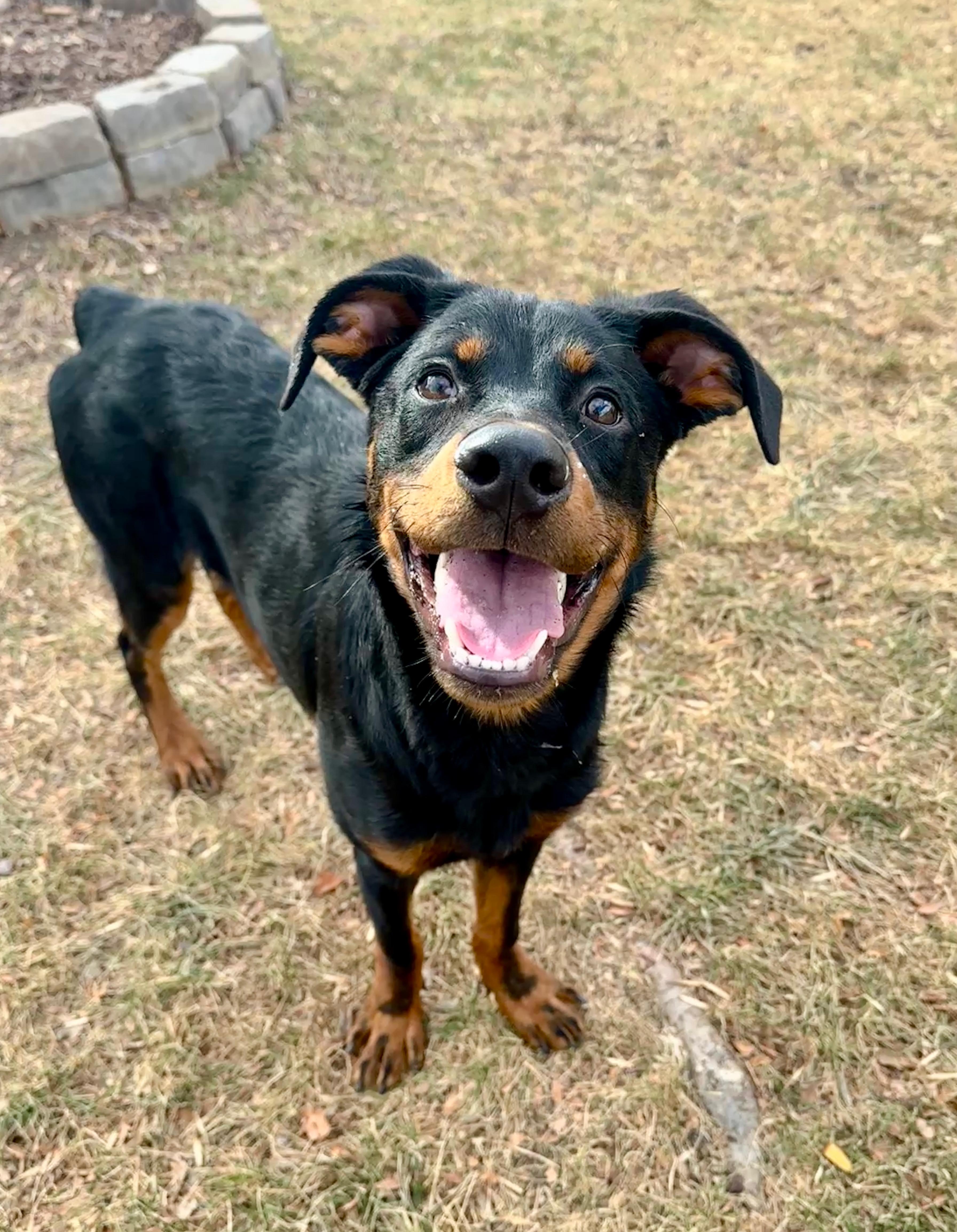 Enlarge Smalls, a ADOPTABLE mixed breed in Fort Collins, CO image 2/6