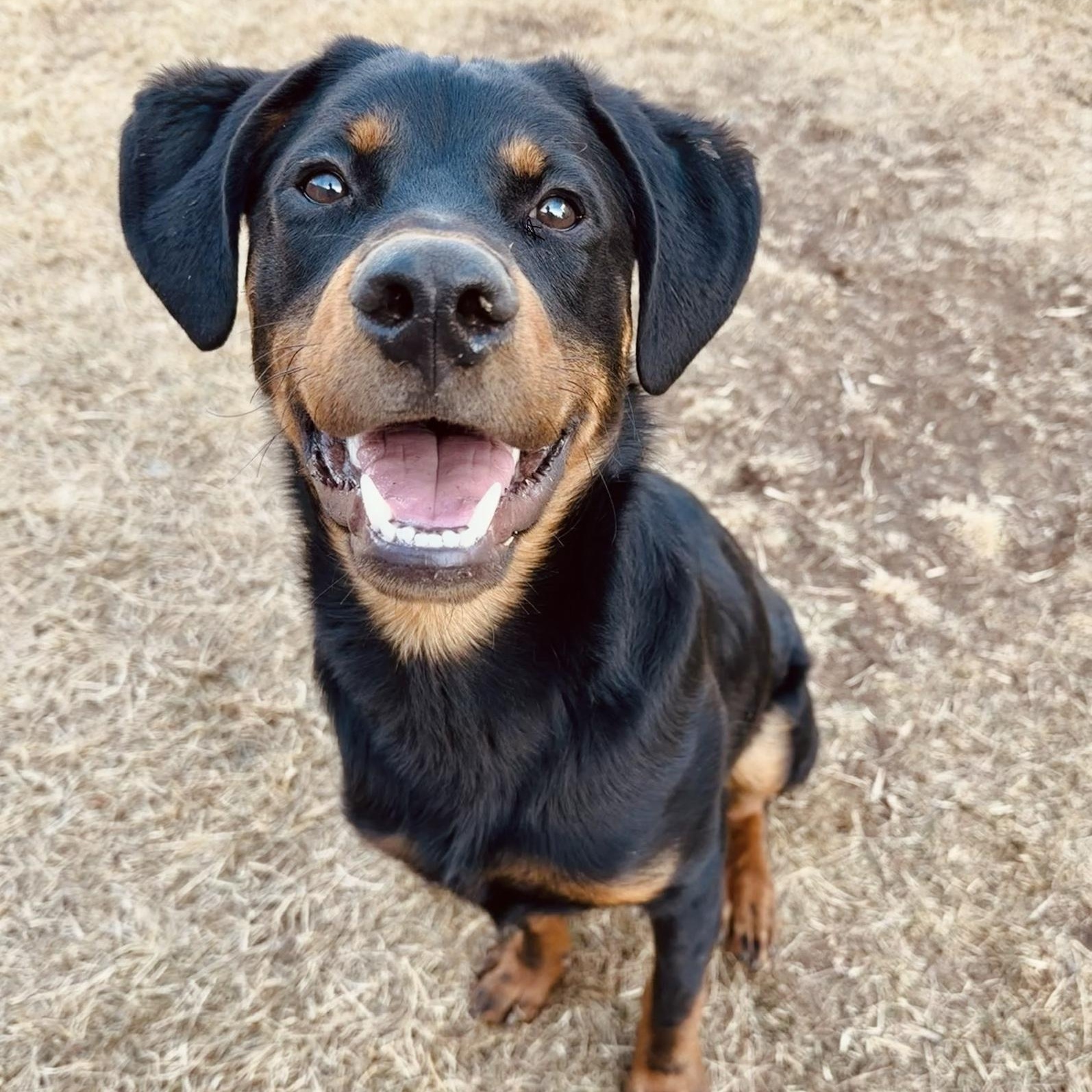 Enlarge Smalls, an adopted mixed breed in Fort Collins, CO image 1/6