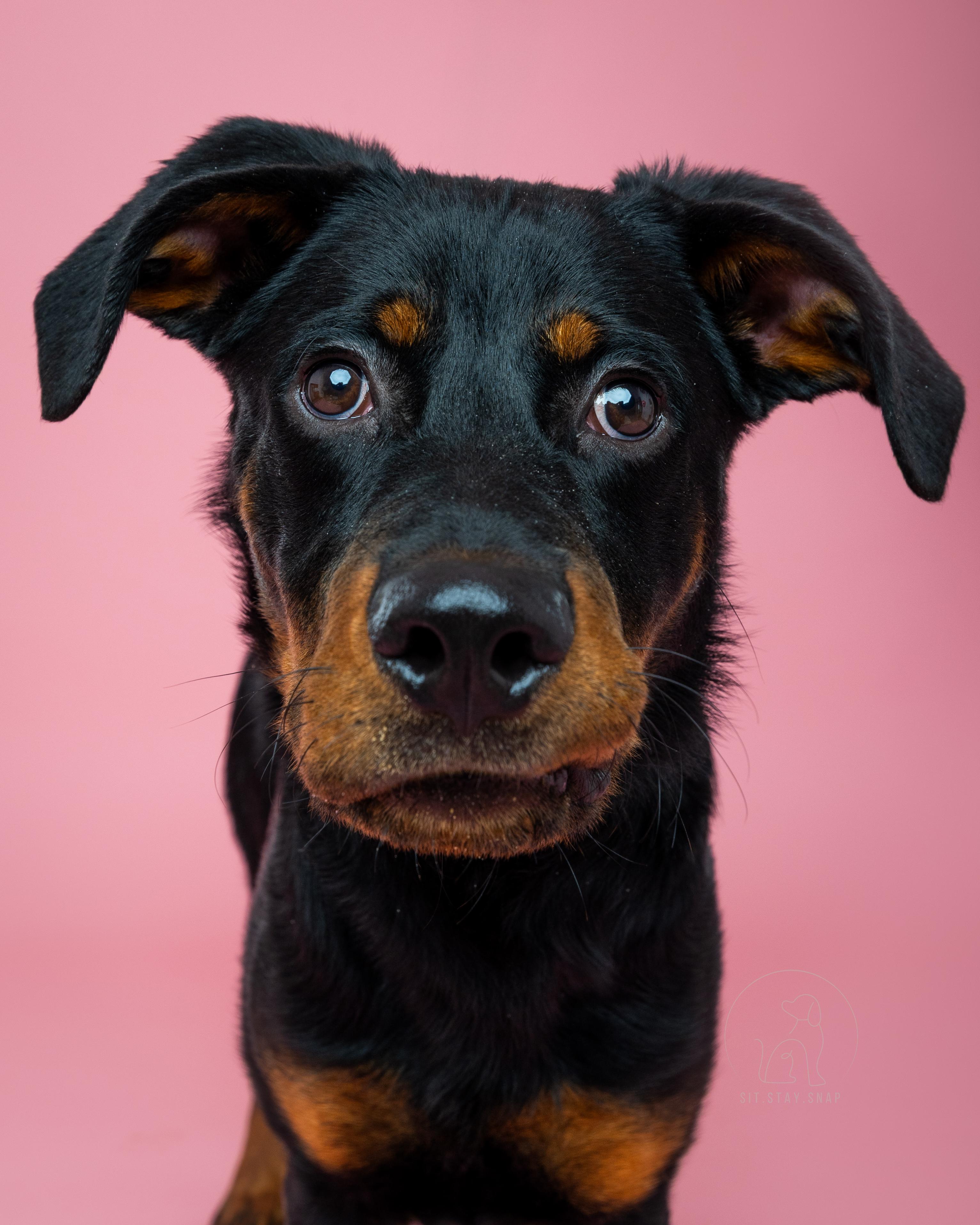 Enlarge Smalls, a ADOPTABLE mixed breed in Fort Collins, CO image 5/6