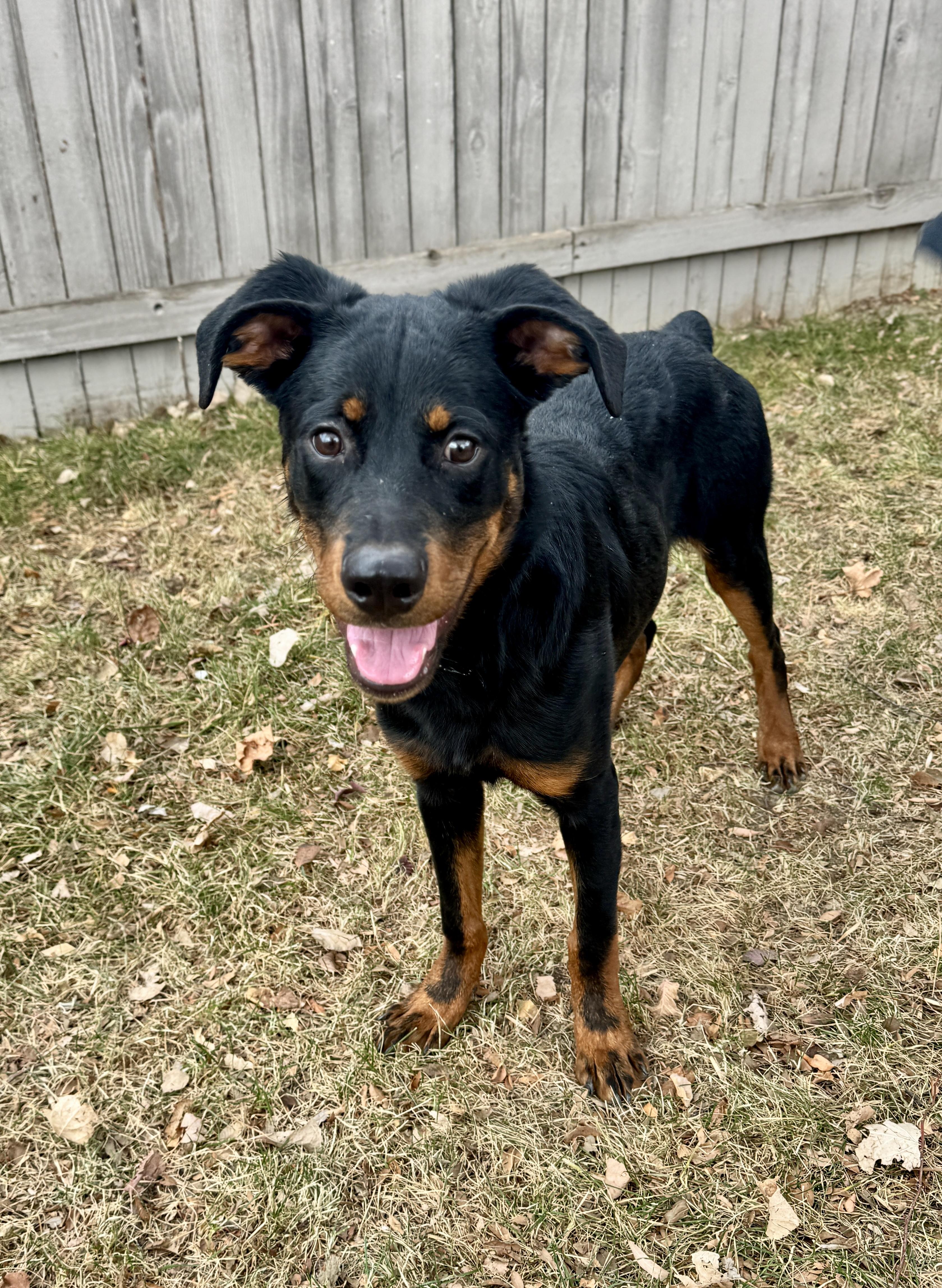 Enlarge Smalls, a ADOPTABLE mixed breed in Fort Collins, CO image 4/6