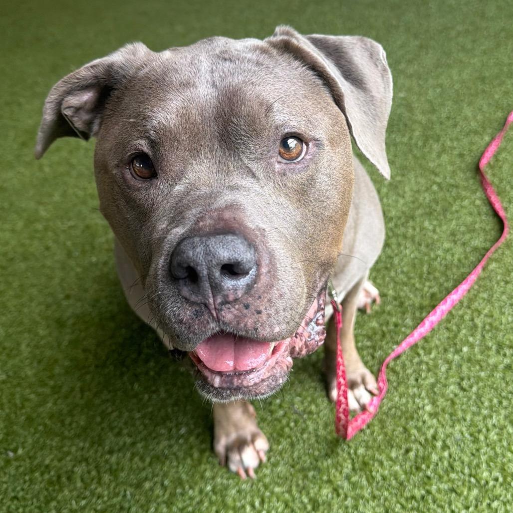 Winnie, Adoptable, Adult Female English Bulldog & Mastiff.