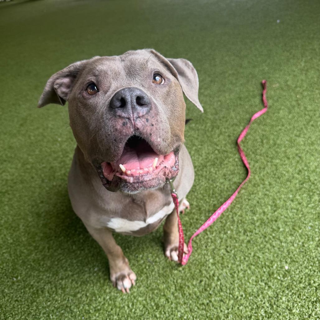 Enlarge Winnie, a Adoptable mixed breed in West Palm Beach, FL image 2/4