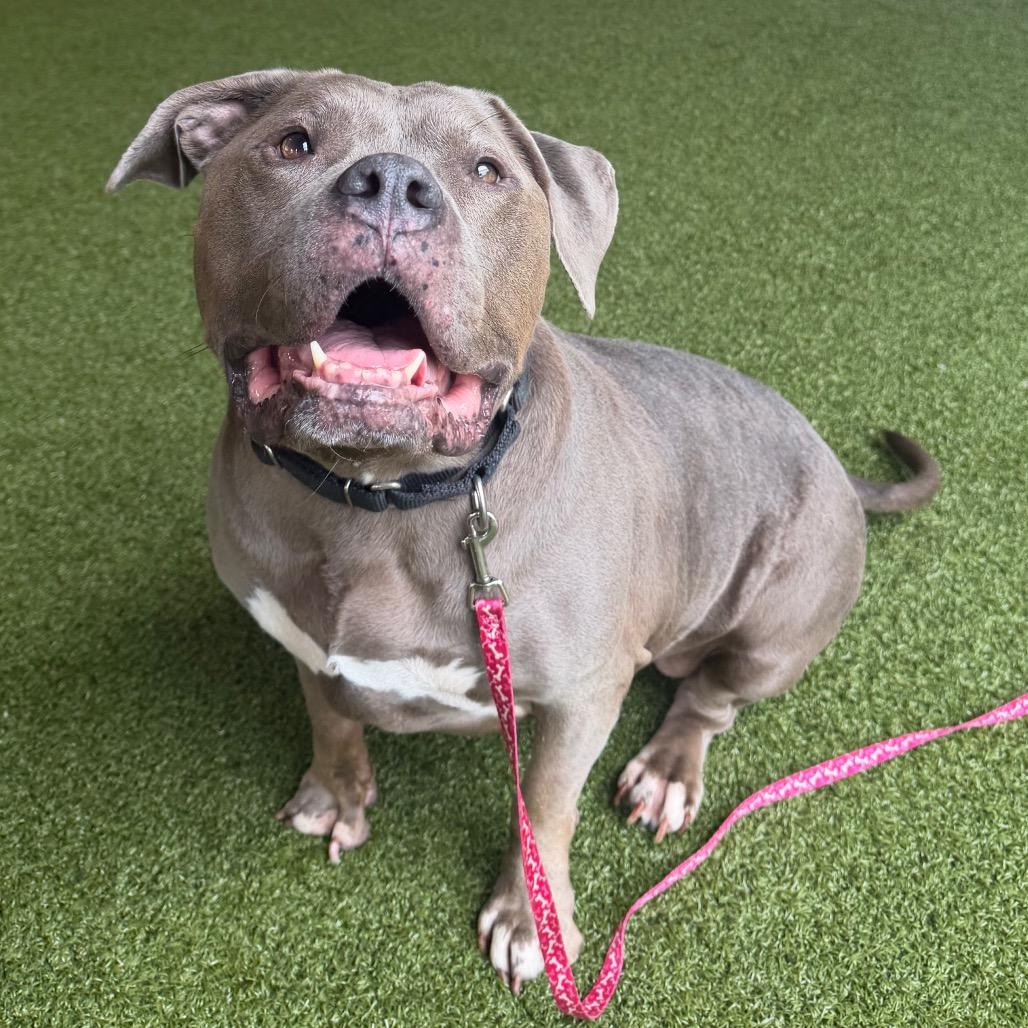 Enlarge Winnie, a Adoptable mixed breed in West Palm Beach, FL image 3/4