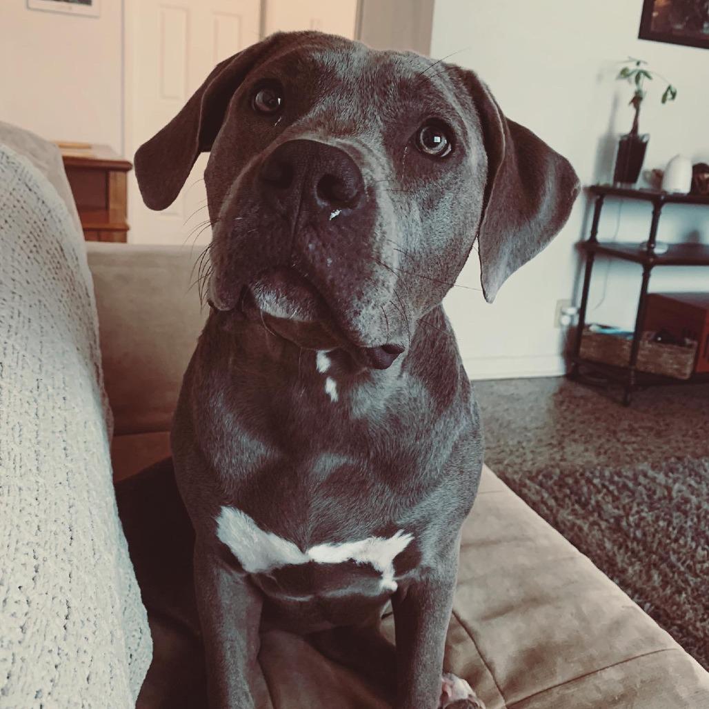 Enlarge Winnie, a Adoptable mixed breed in West Palm Beach, FL image 4/4