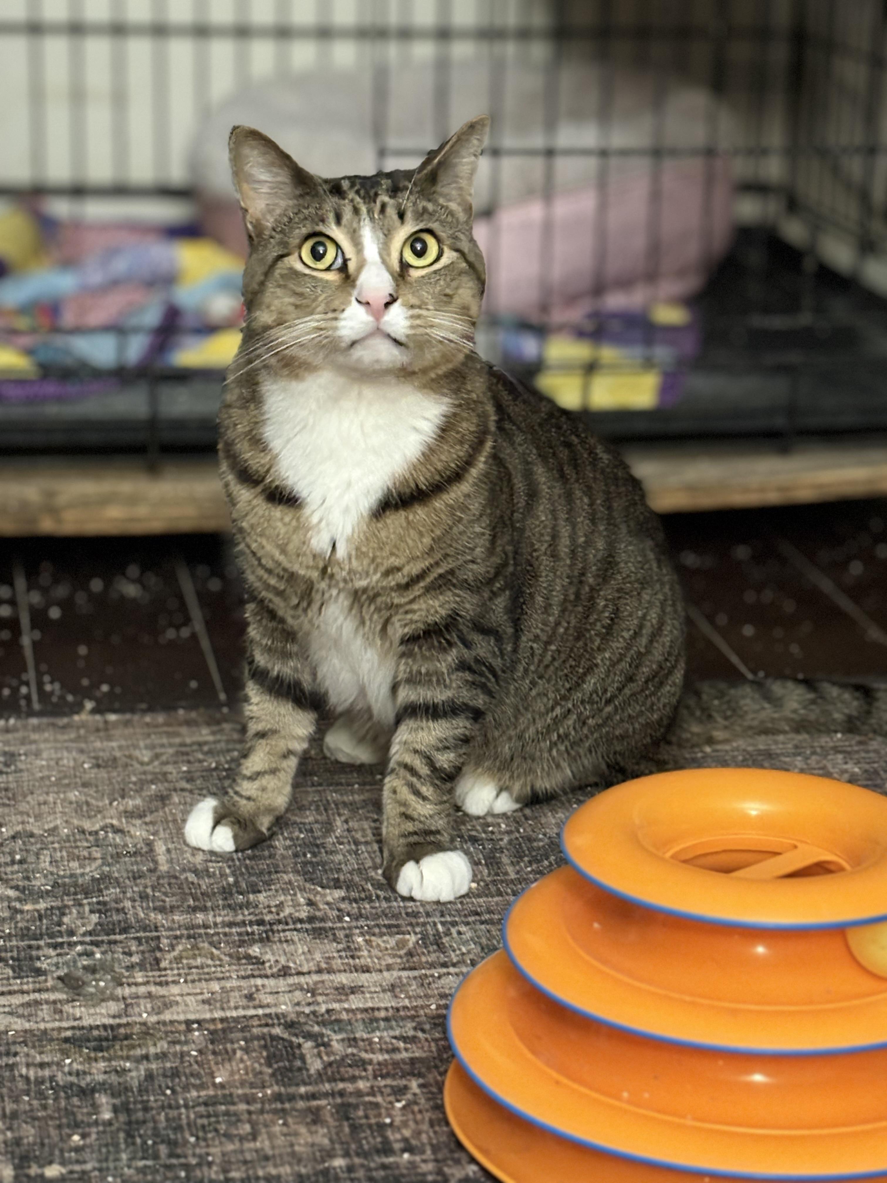 Enlarge Courage , an adopted Domestic Short Hair in Warminster, PA image 6/6