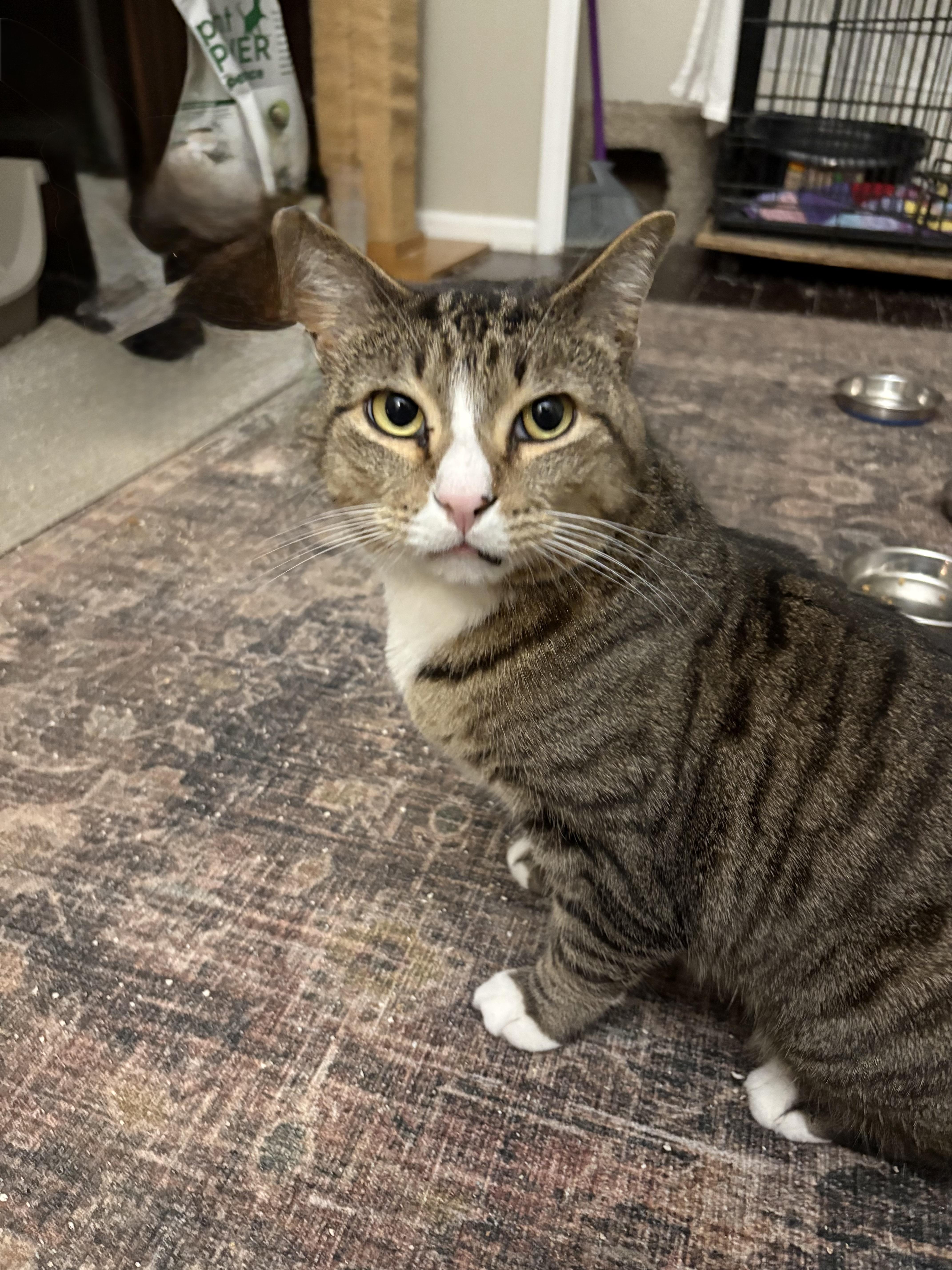 Enlarge Courage , an adopted Domestic Short Hair in Warminster, PA image 3/6