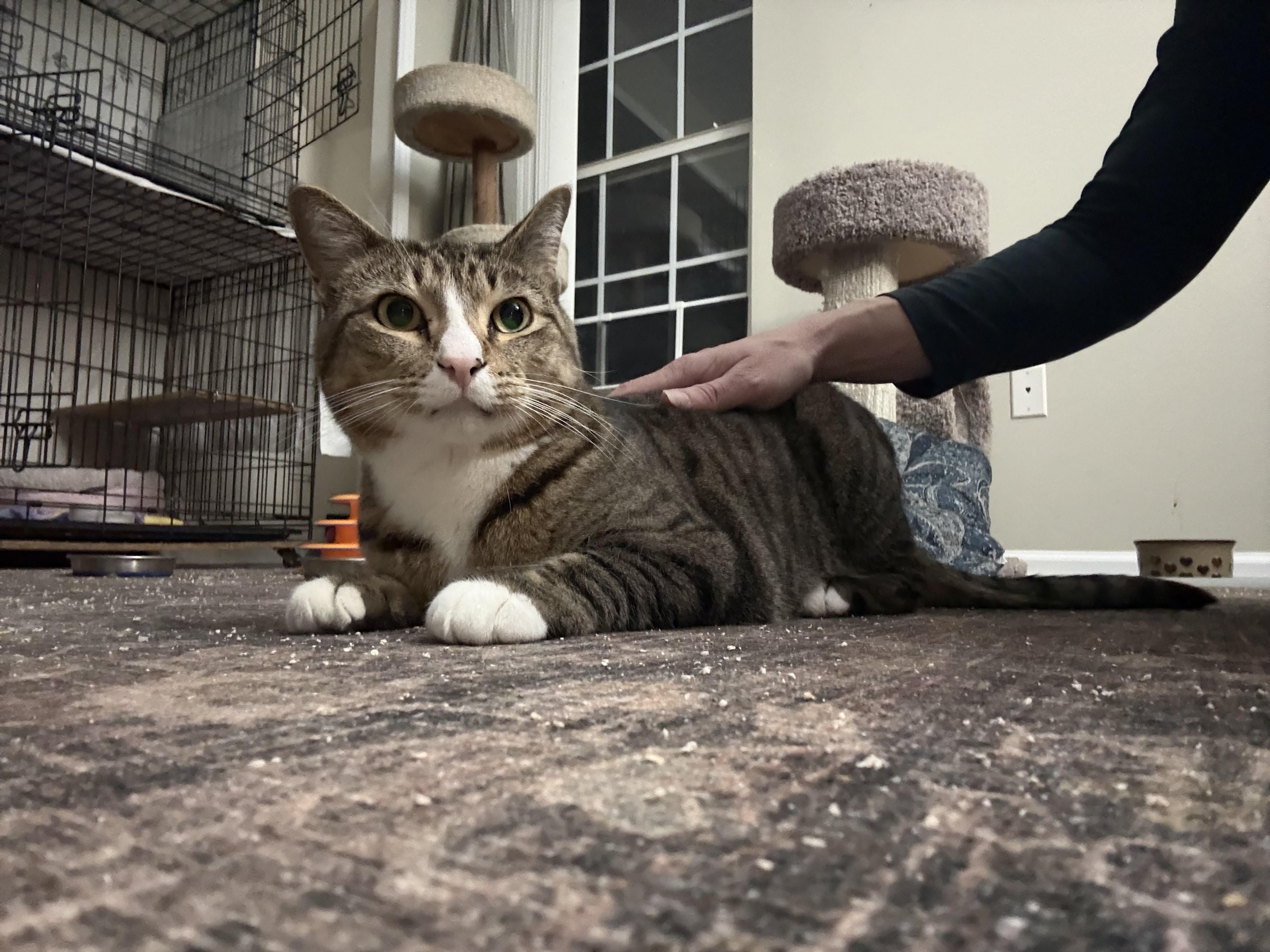 Enlarge Courage , an adopted Domestic Short Hair in Warminster, PA image 2/6