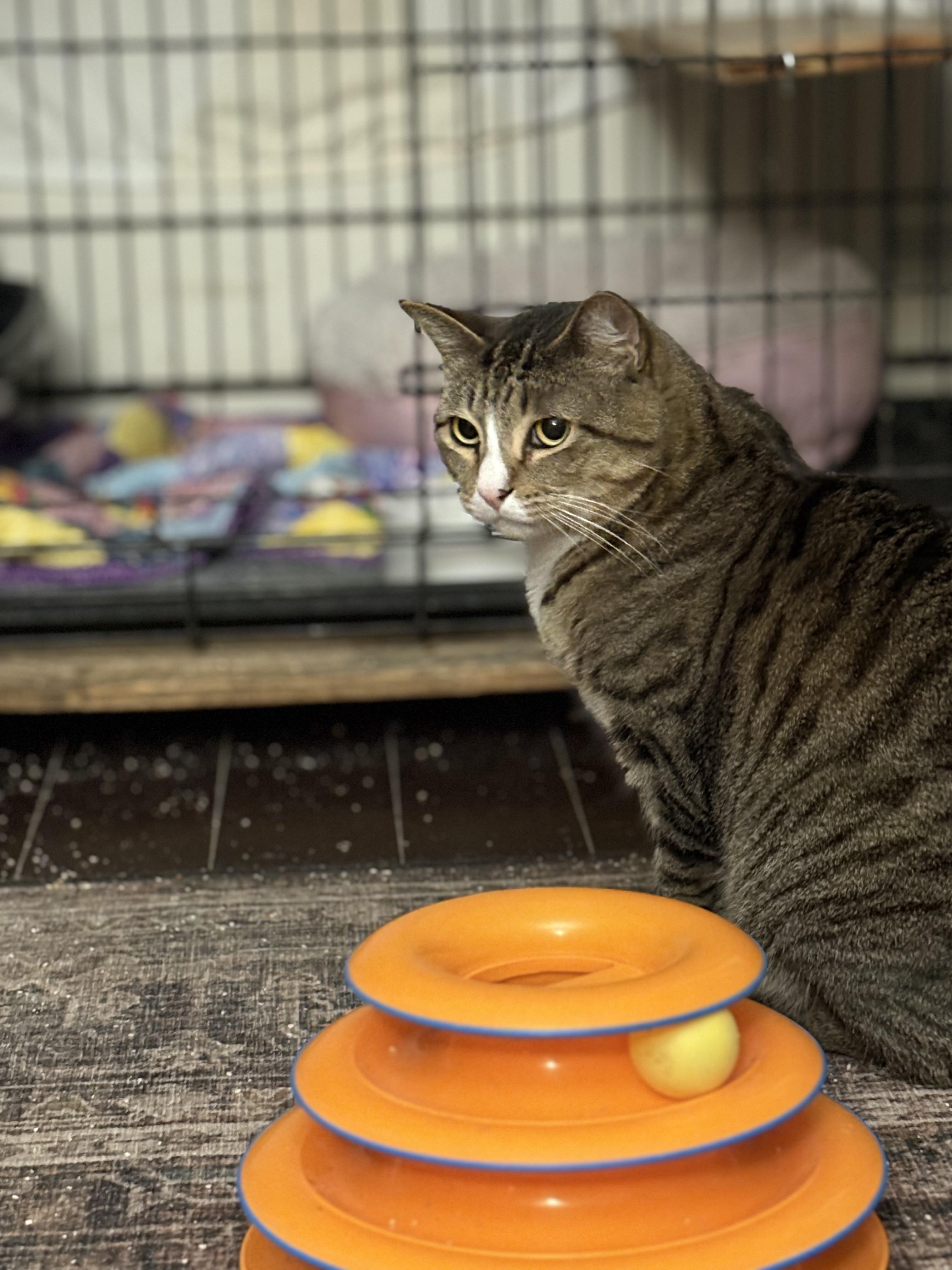 Enlarge Courage , an adopted Domestic Short Hair in Warminster, PA image 4/6