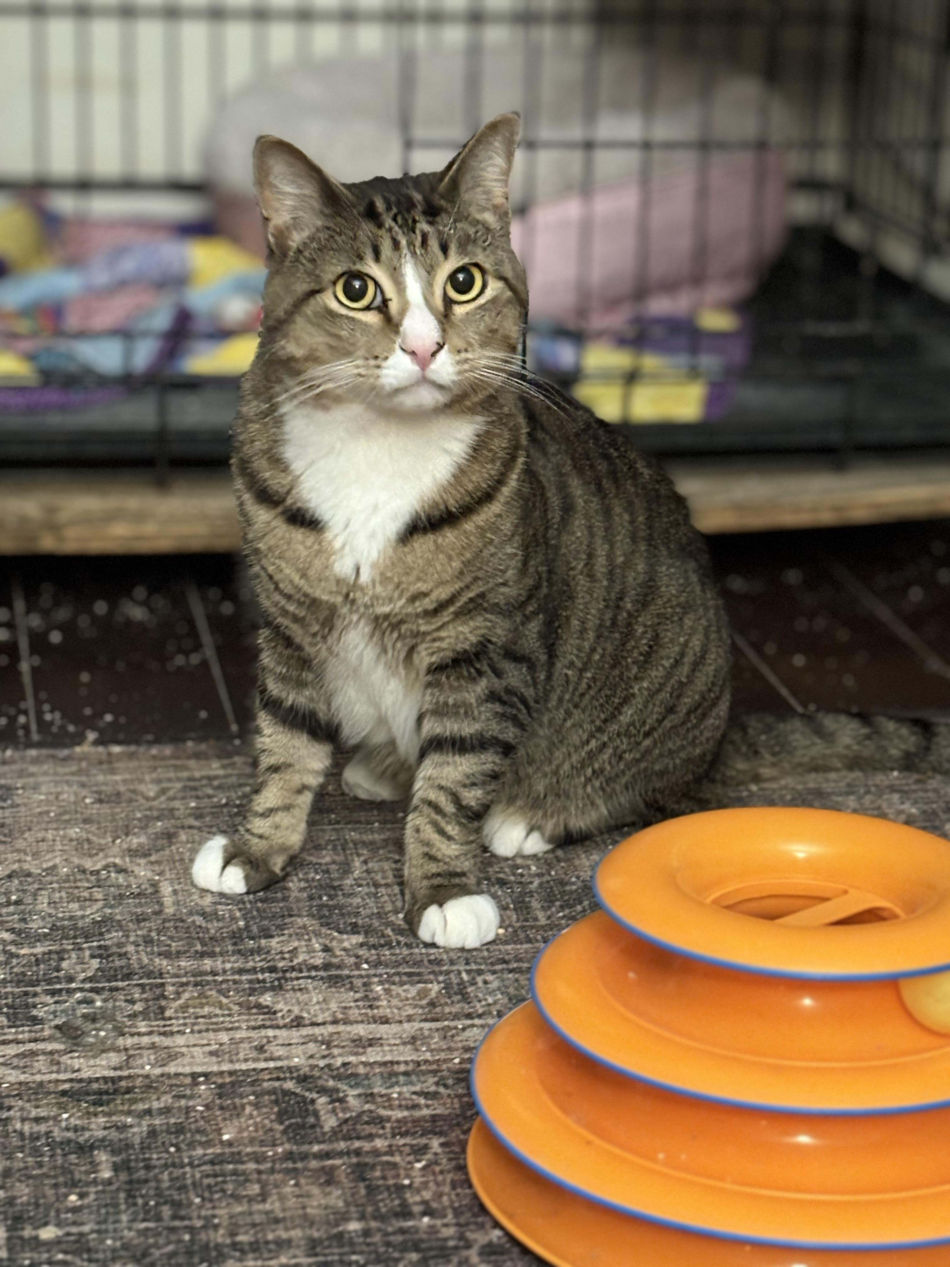 Courage , adopted, Adult Male Domestic Short Hair.