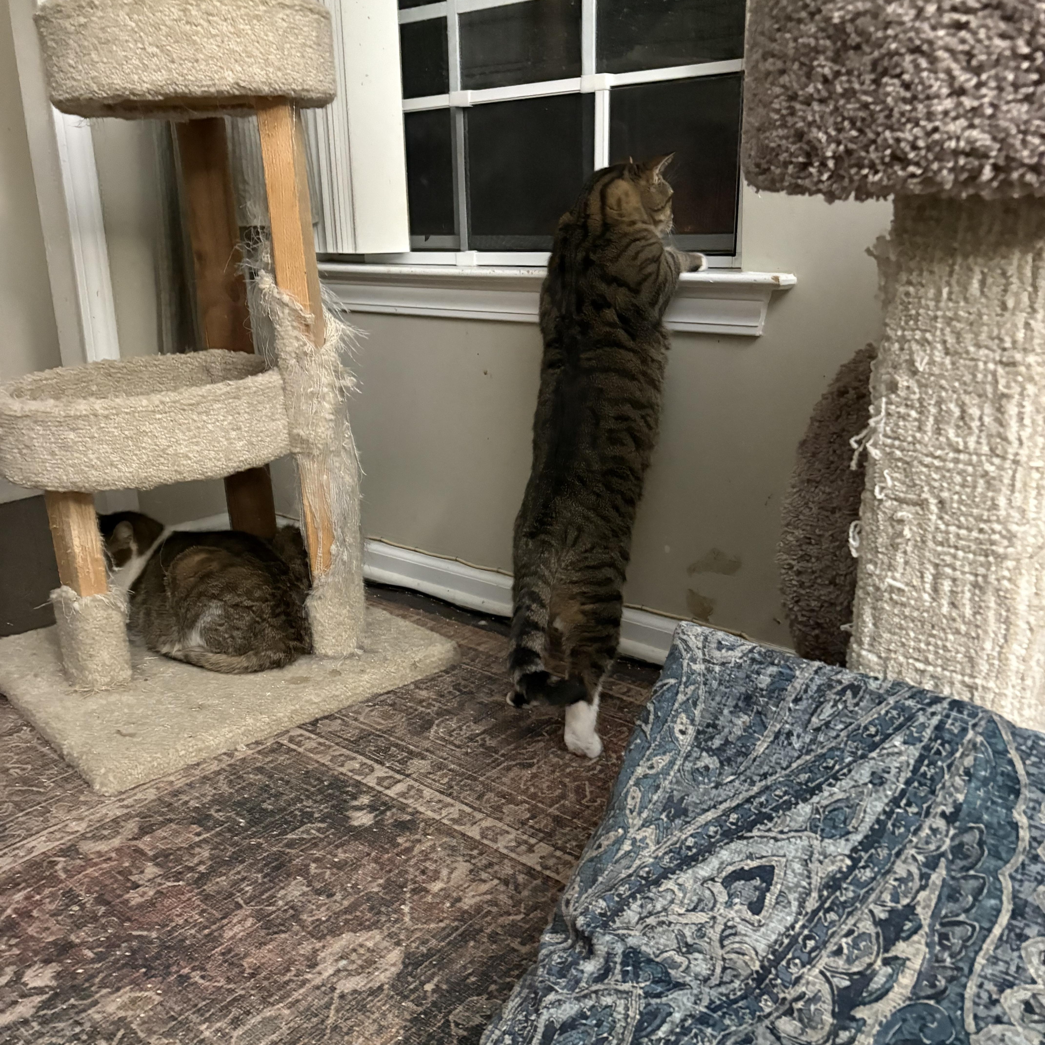 Enlarge Courage , an adopted Domestic Short Hair in Warminster, PA image 5/6