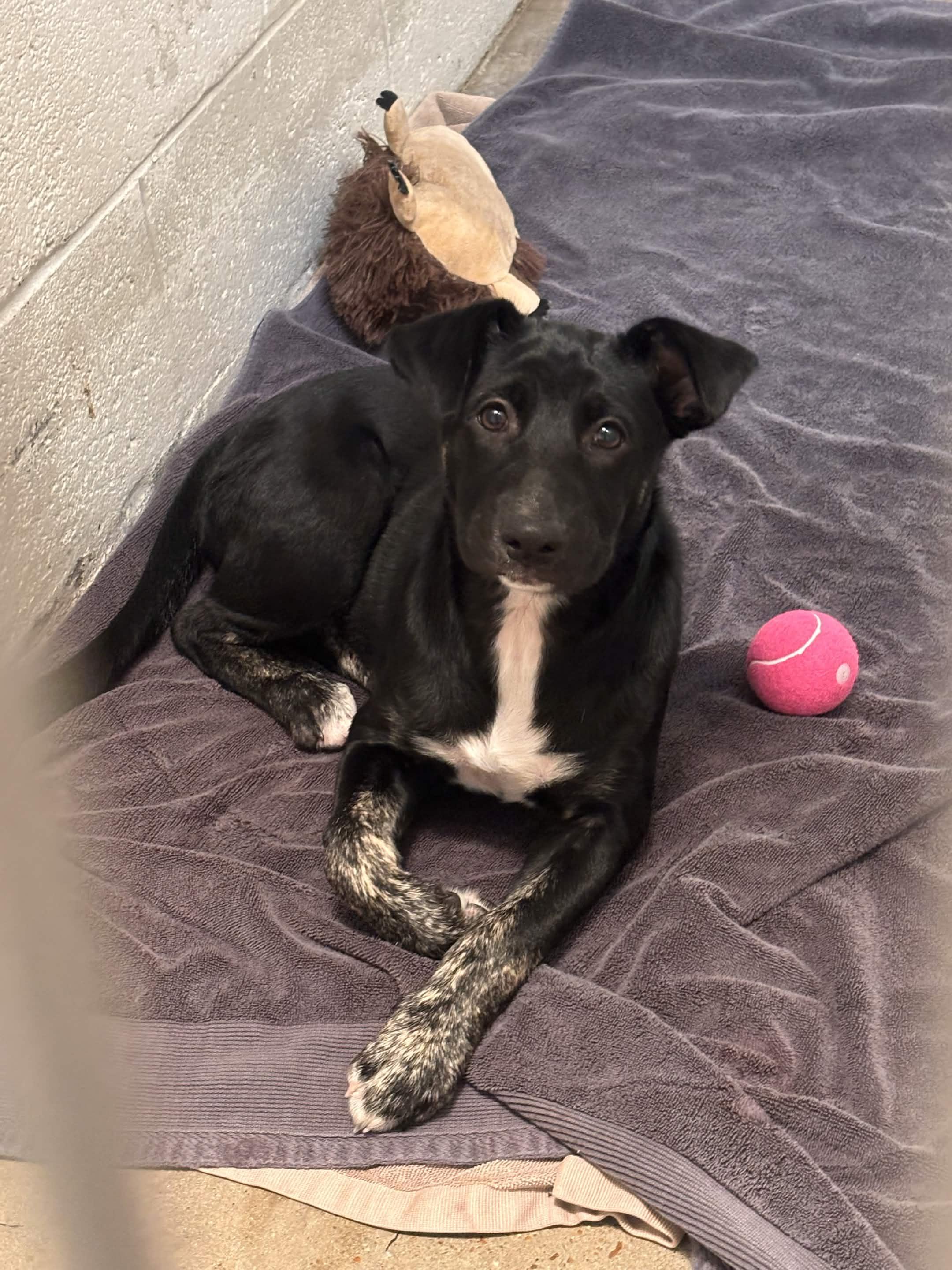 Jack, adopted, Puppy Male Mixed Breed.