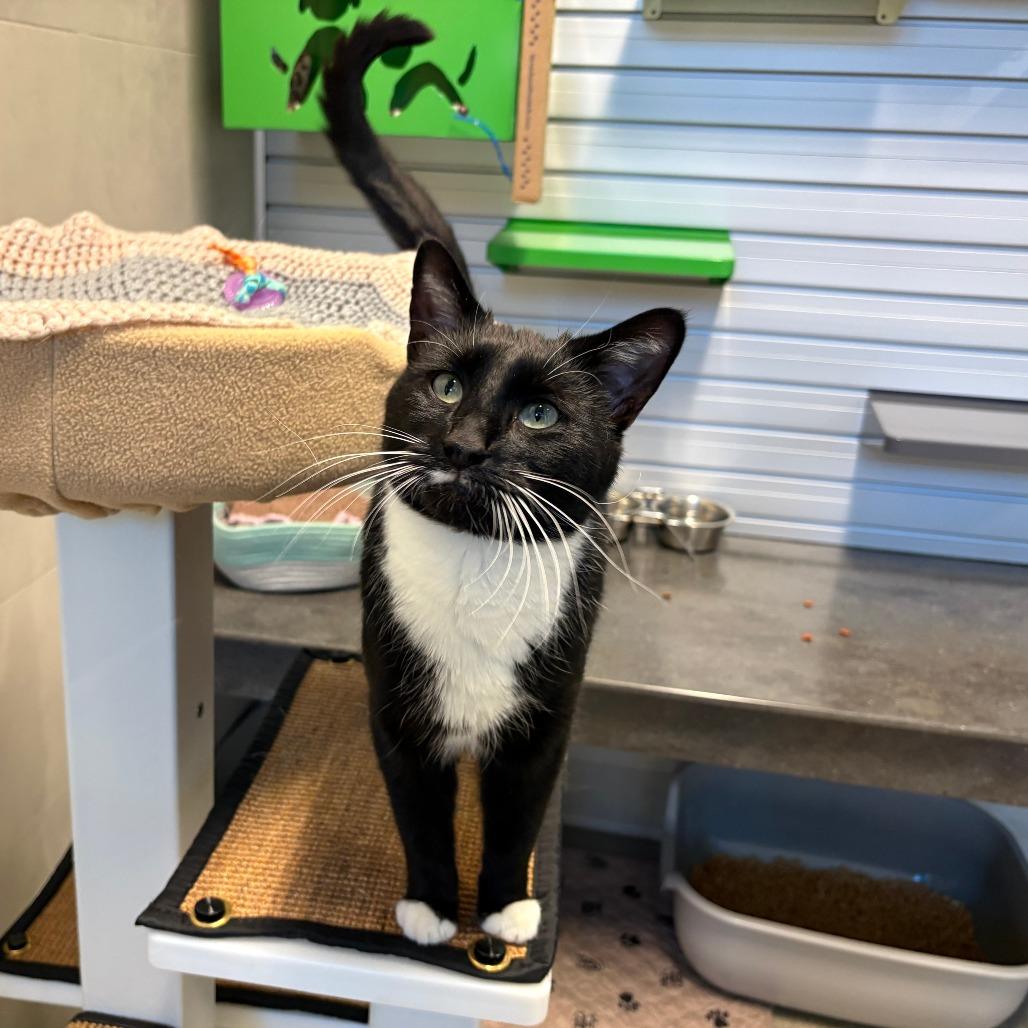 Simon, a Adoptable Domestic Short Hair in Cody, WY image 1/5