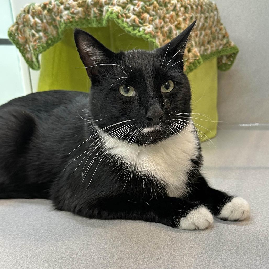 Simon, a Adoptable Domestic Short Hair in Cody, WY image 2/5