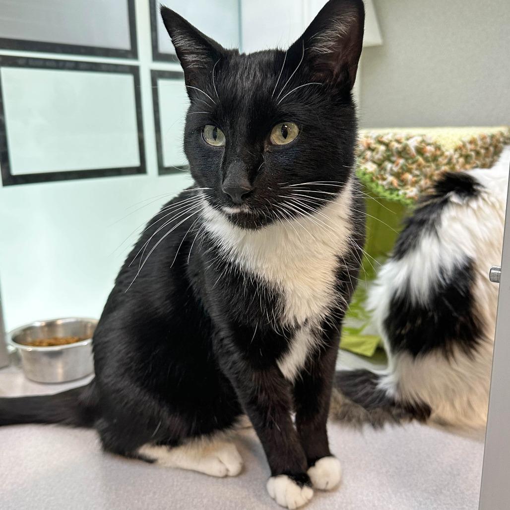 Simon, a Adoptable Domestic Short Hair in Cody, WY image 5/5