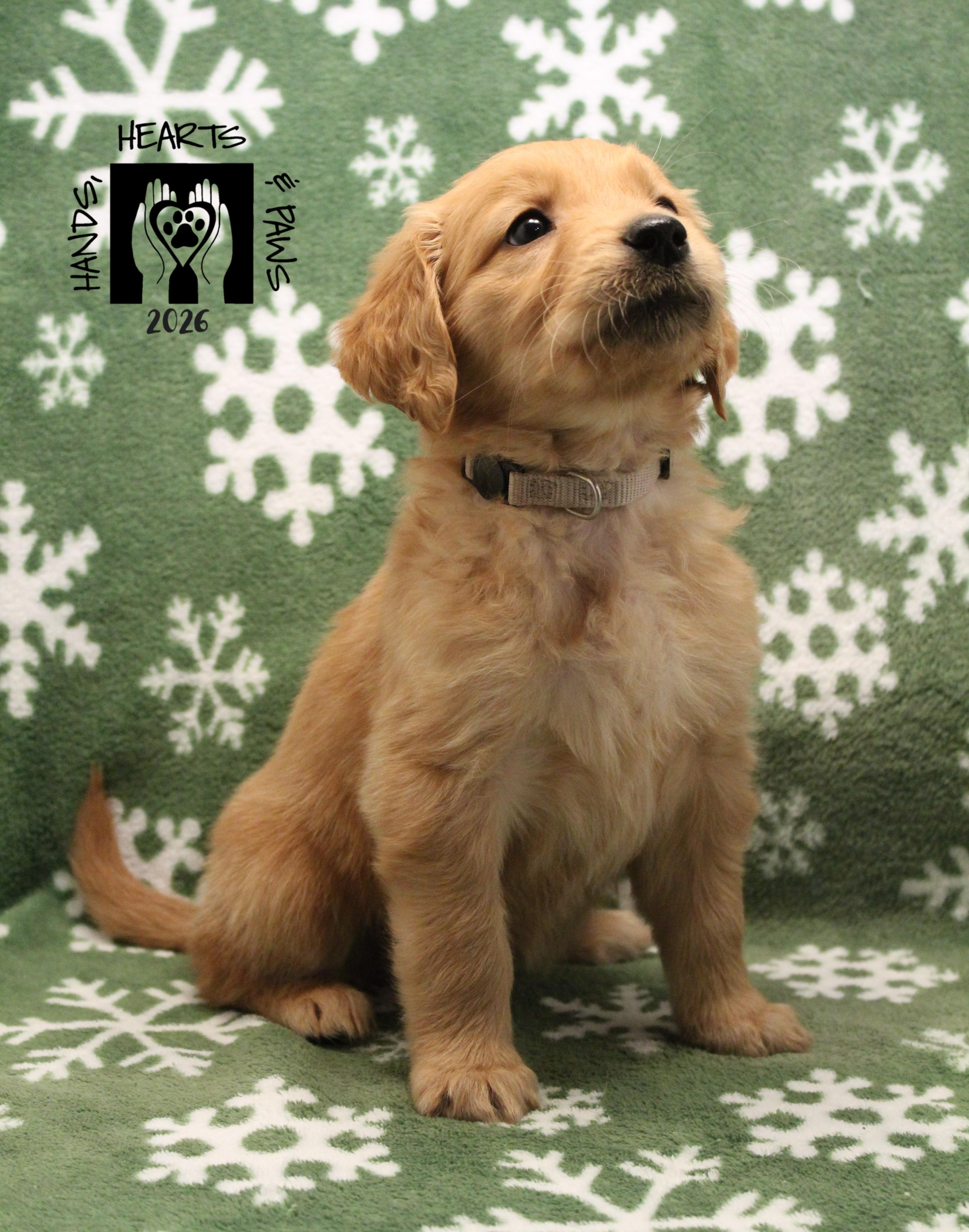 Enlarge Stream, an adopted Golden Retriever in Omaha, NE image 1/2