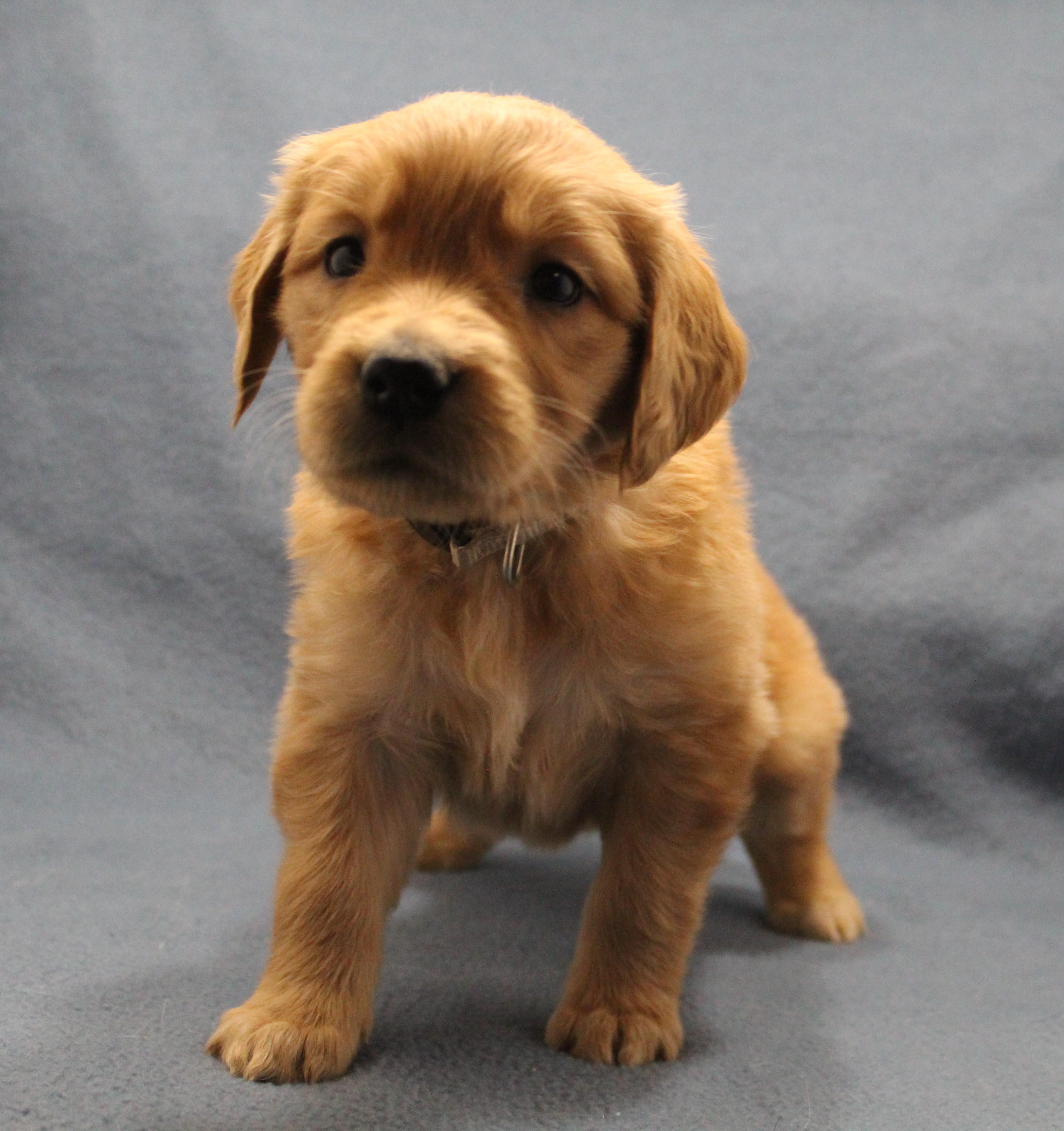 Enlarge Stream, an adopted Golden Retriever in Omaha, NE image 2/2