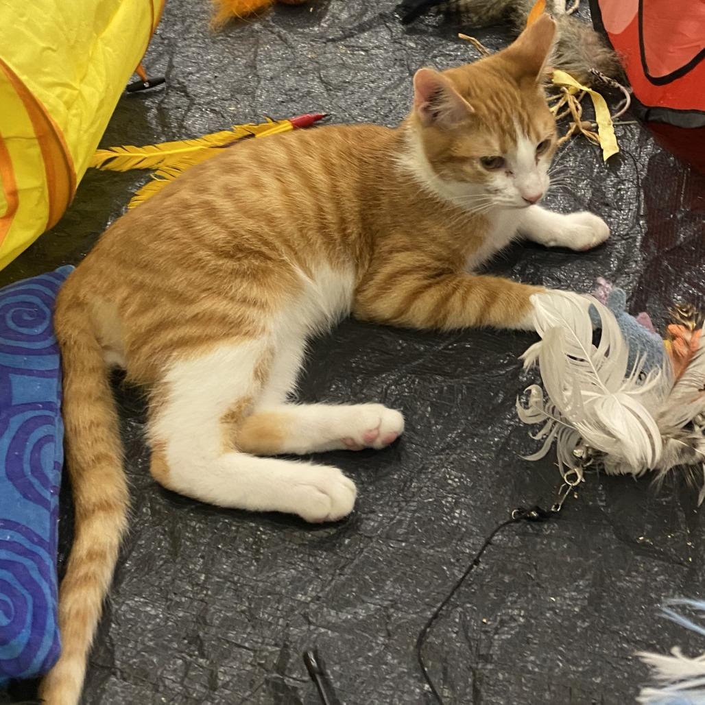 Enlarge Garfield, a Adoptable Domestic Short Hair in Atlanta, GA image 2/3