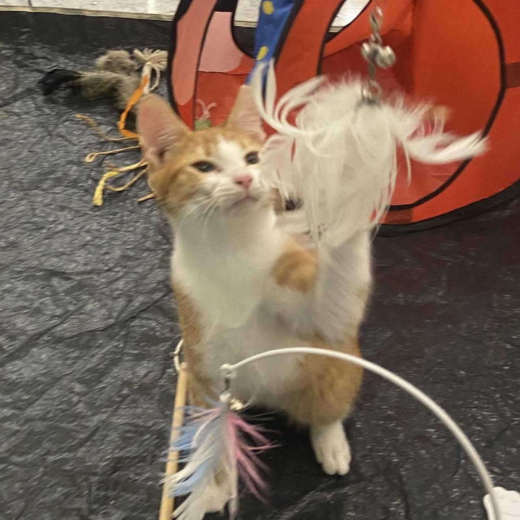 Enlarge Garfield, a Adoptable Domestic Short Hair in Atlanta, GA image 3/3