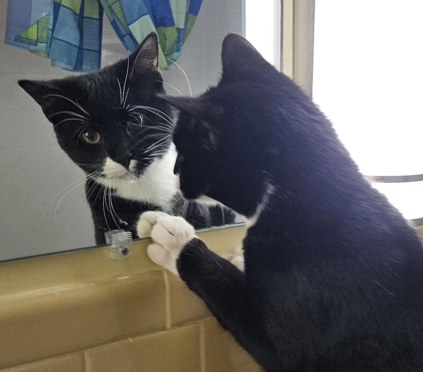 Mason-AFFECTIONATE!, an adopted mixed breed in Wethersfield, CT image 3/5