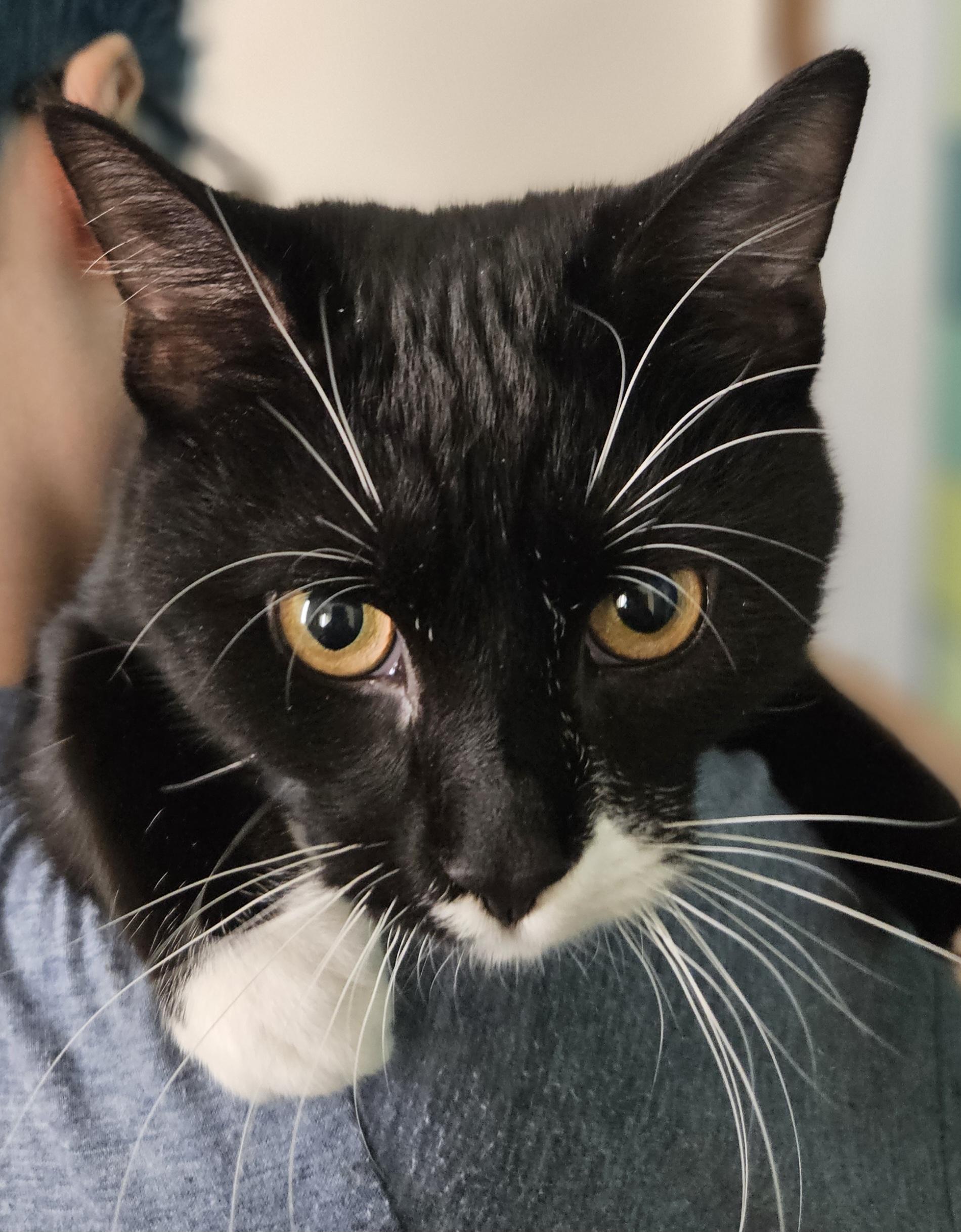 Mason-AFFECTIONATE!, an adopted mixed breed in Wethersfield, CT image 5/5