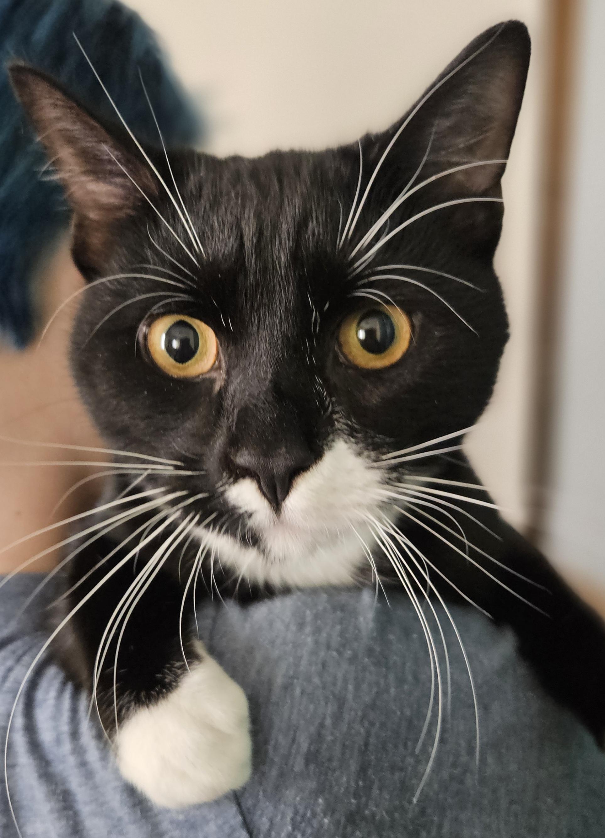 Mason-AFFECTIONATE!, an adopted mixed breed in Wethersfield, CT image 1/5