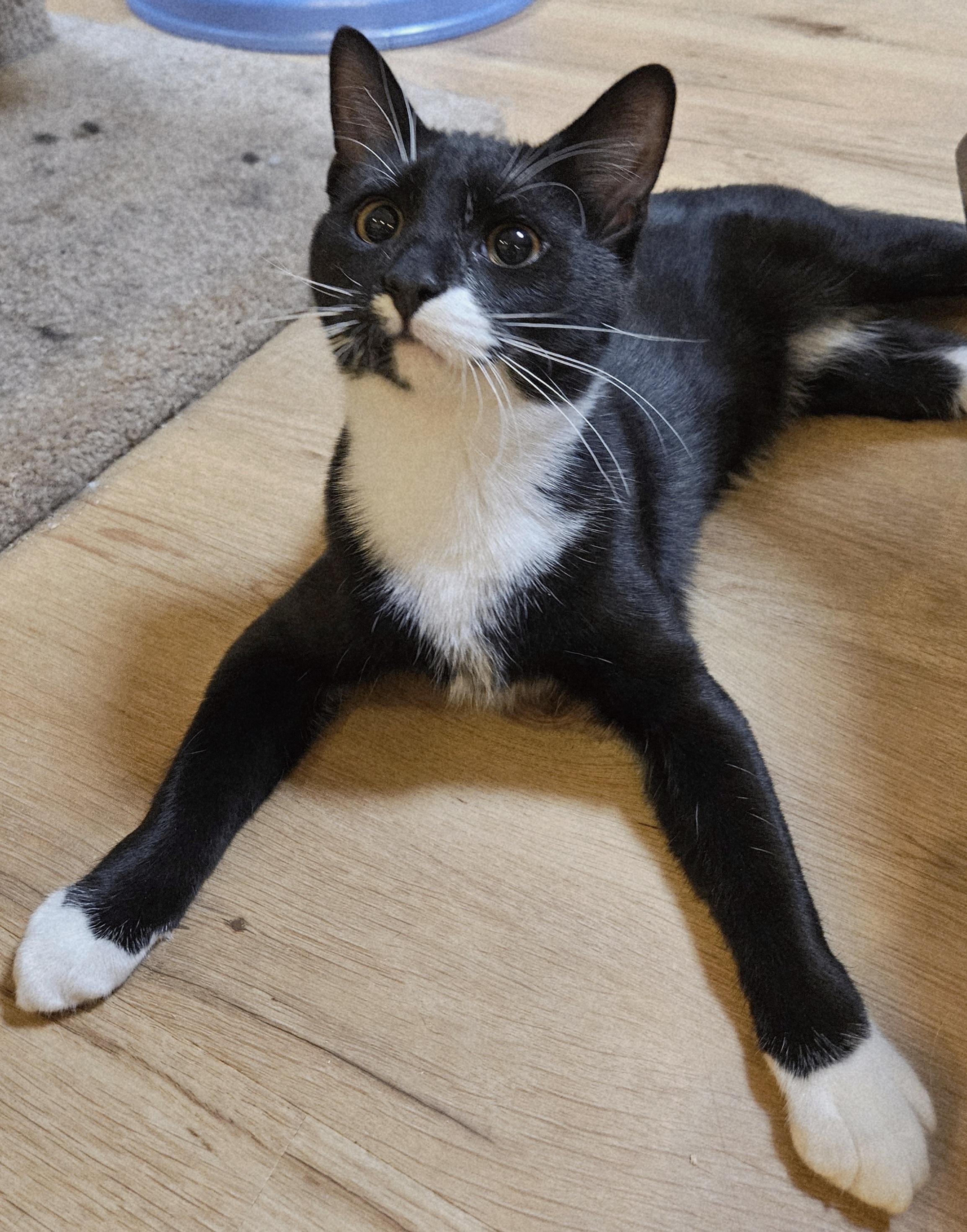 Mason-AFFECTIONATE!, an adopted mixed breed in Wethersfield, CT image 4/5