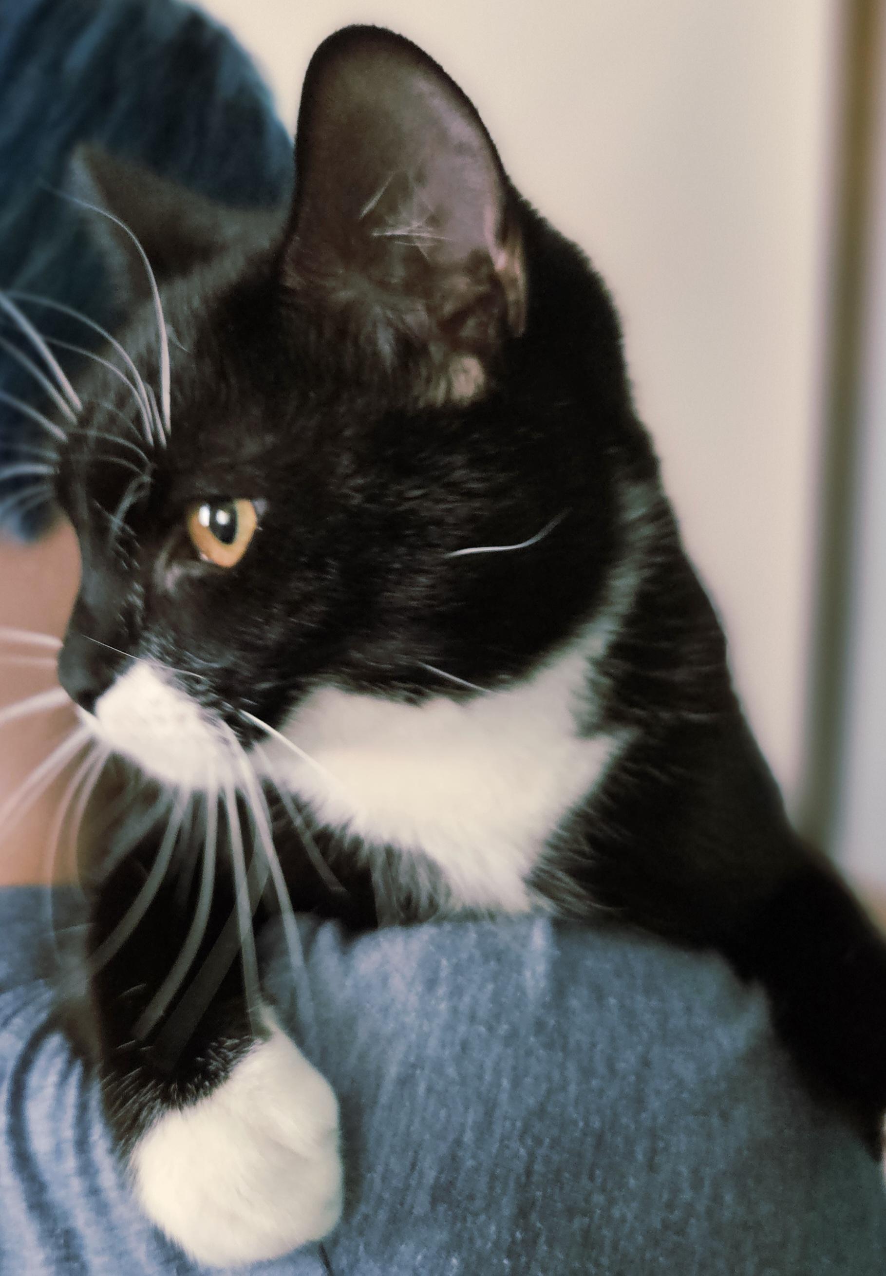 Mason-AFFECTIONATE!, an adopted mixed breed in Wethersfield, CT image 2/5