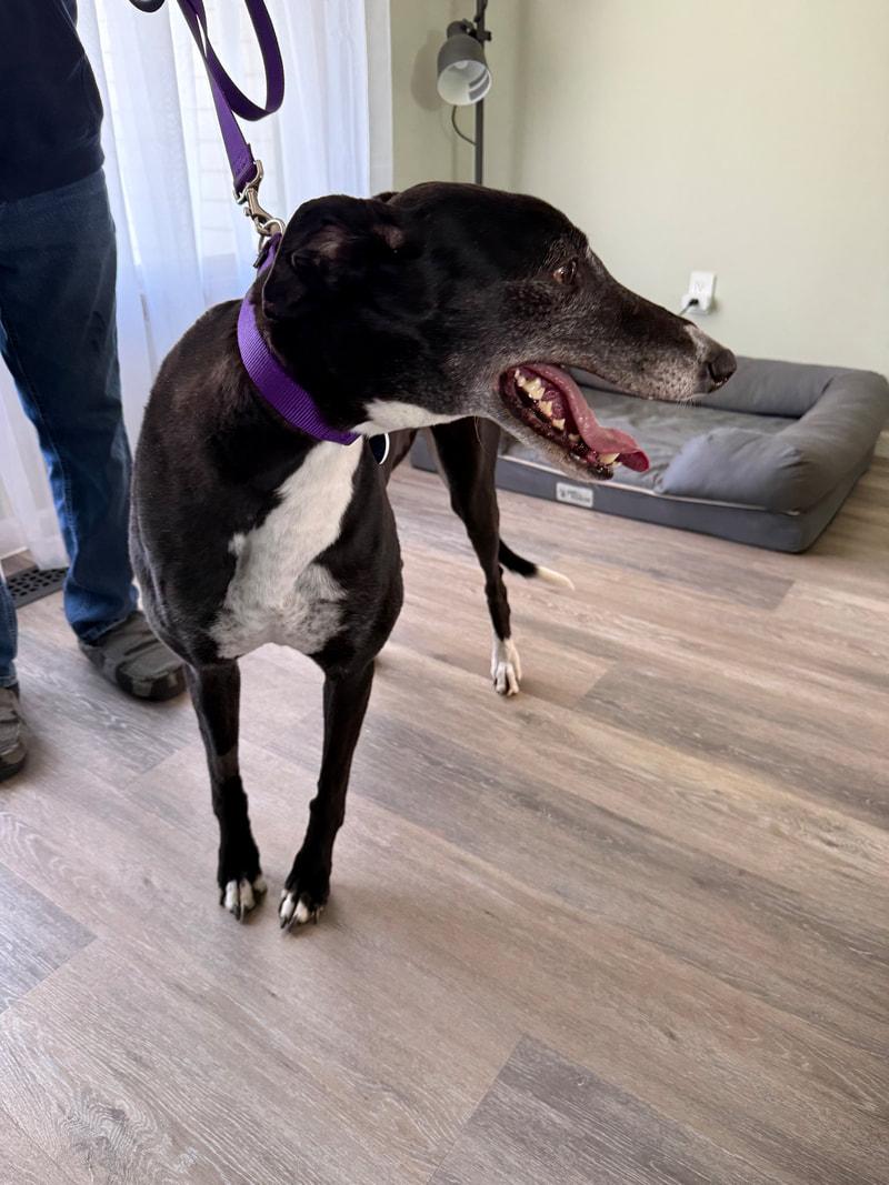 Fuzzle Wuzzle, adopted, Adult Female Greyhound.