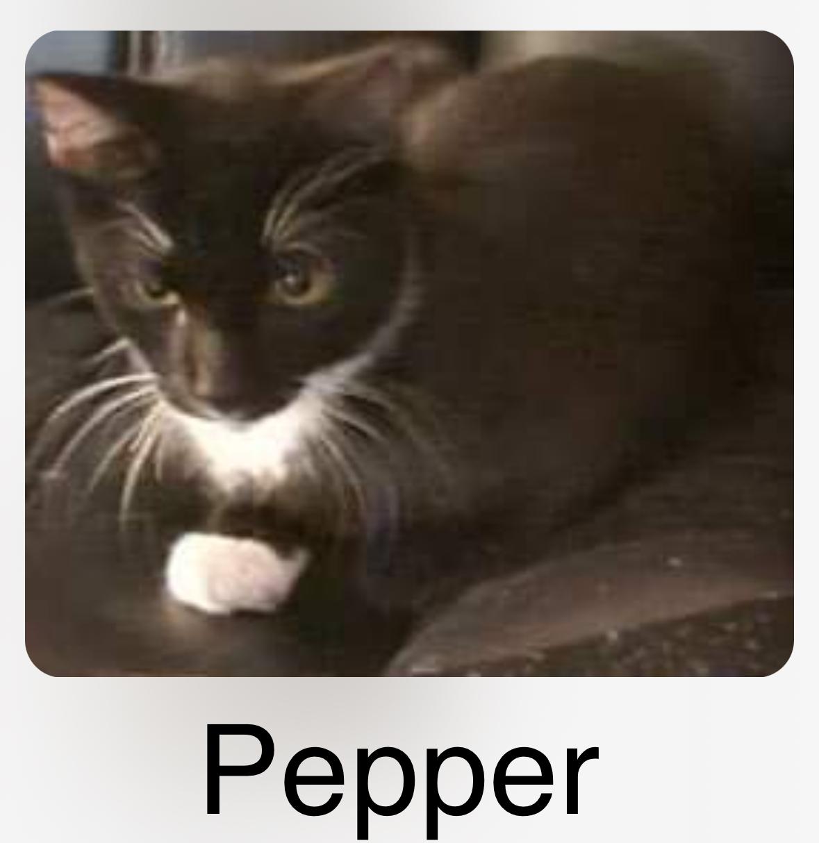 Pepper, Adoptable, Young Male Domestic Short Hair.