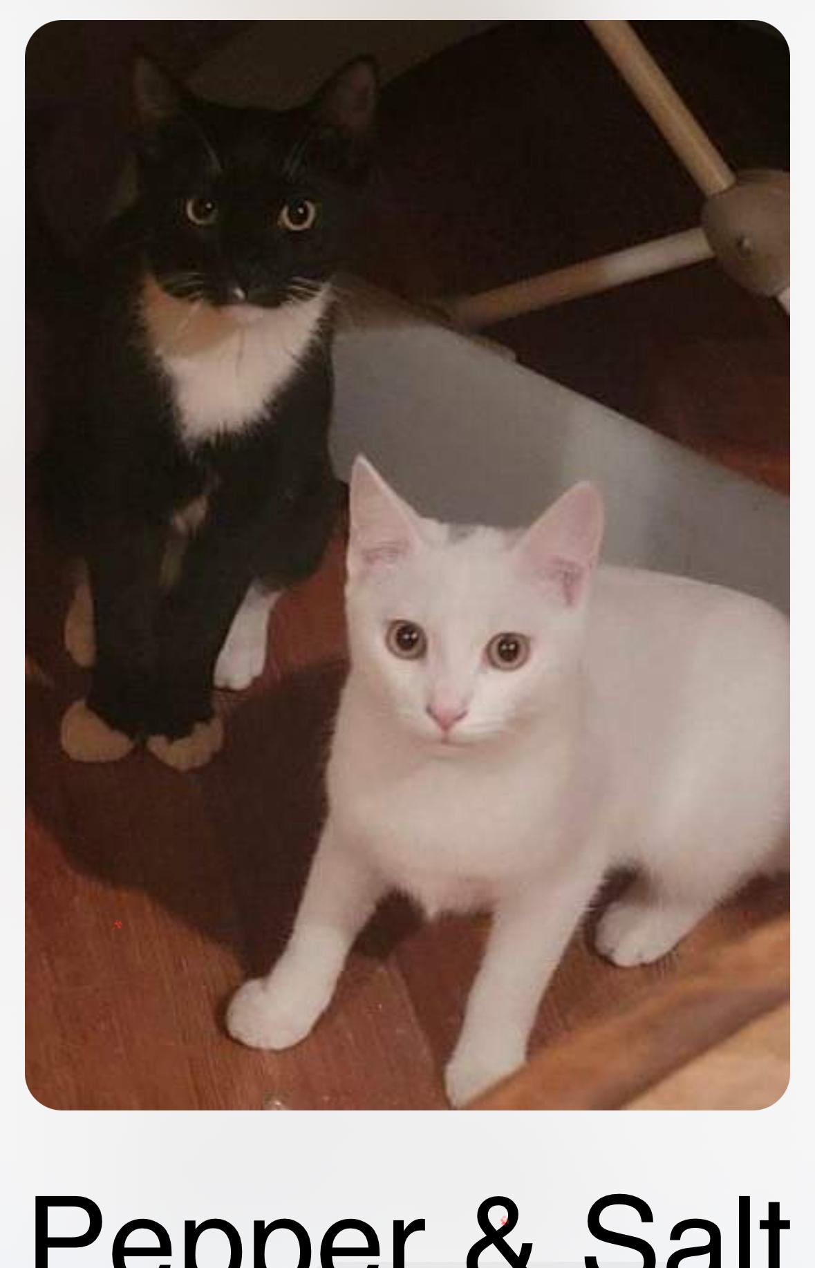 Pepper, a Adoptable Domestic Short Hair in Avondale, PA image 2/2