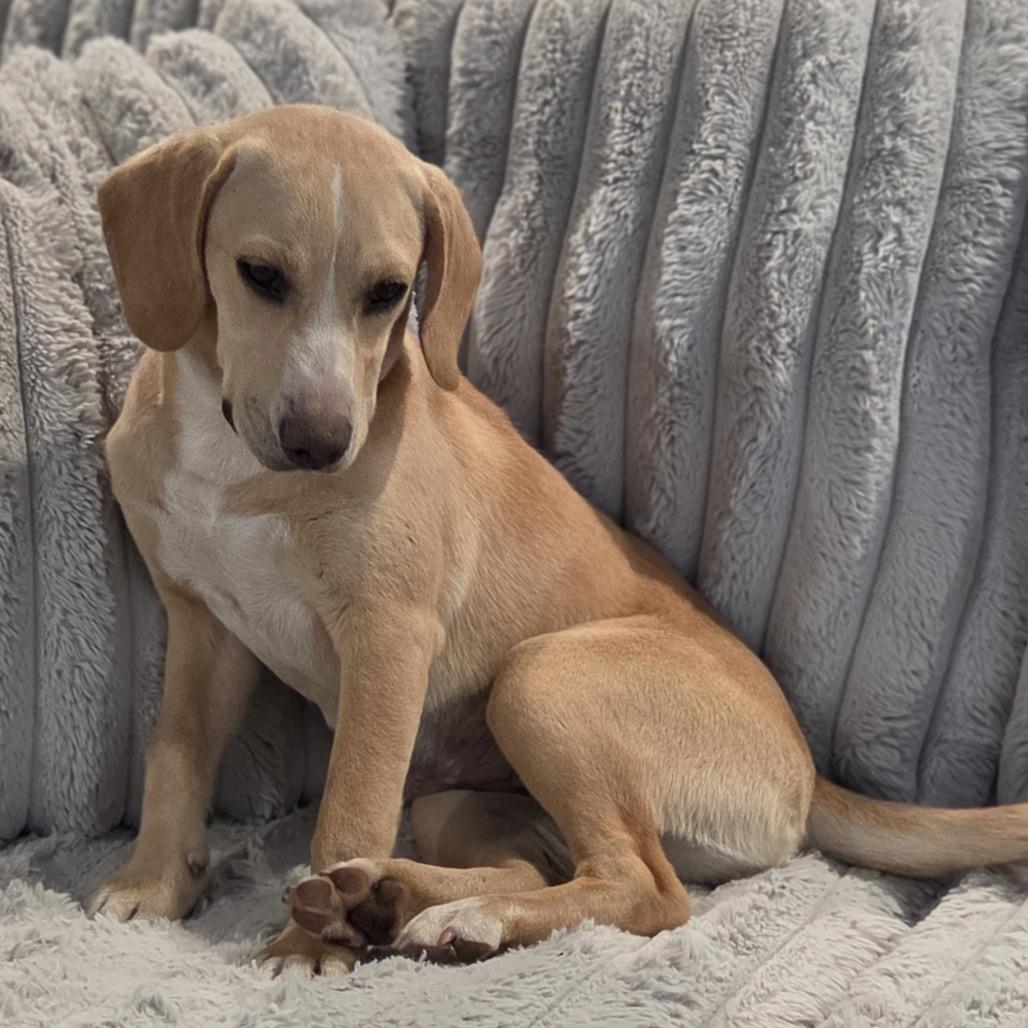 SALLY - Beagle / Labrador Retriever for adoption in Birmingham