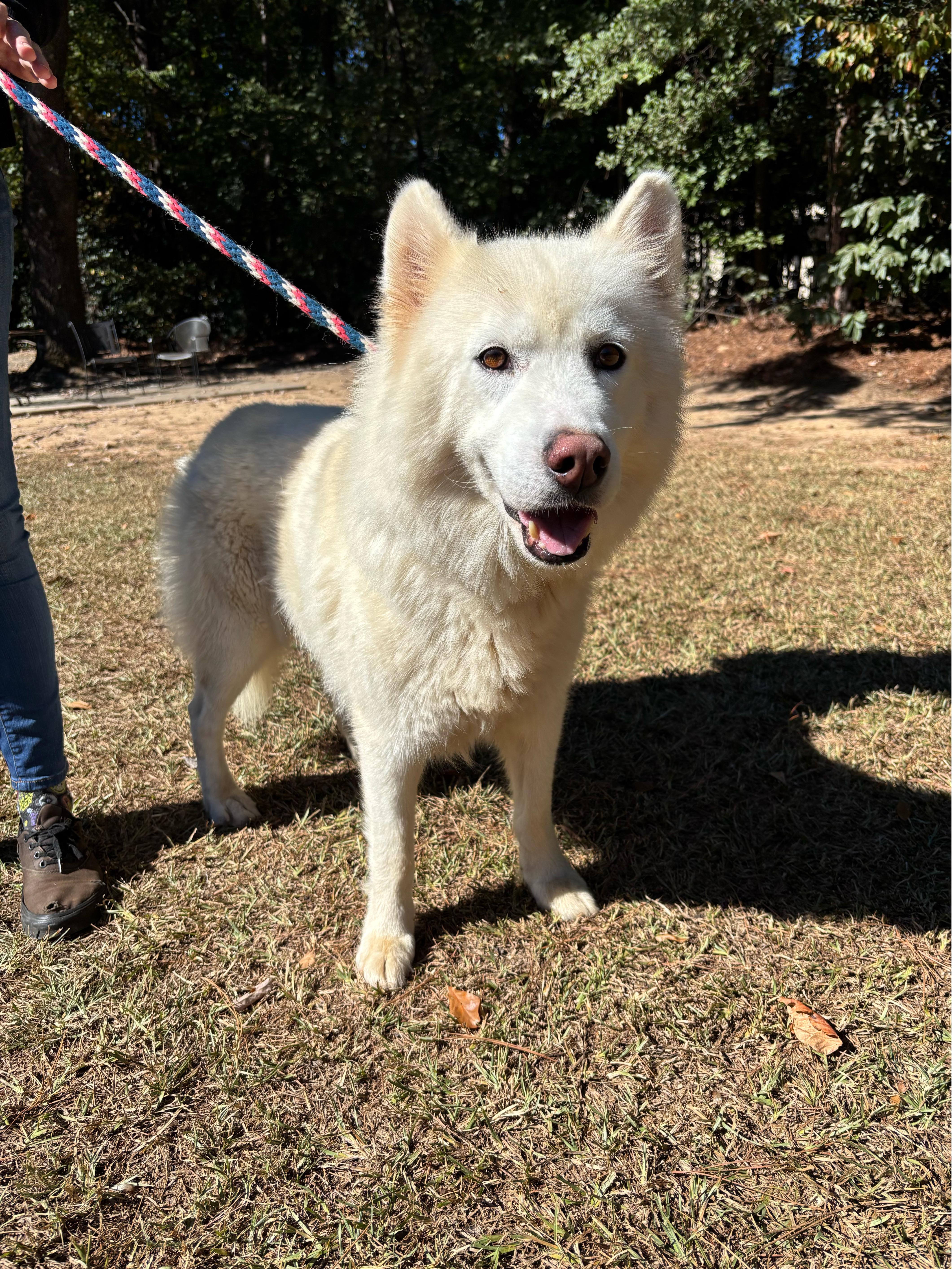 Floof, an adoptable Husky, Samoyed in Smyrna, GA, 30082 | Photo Image 1