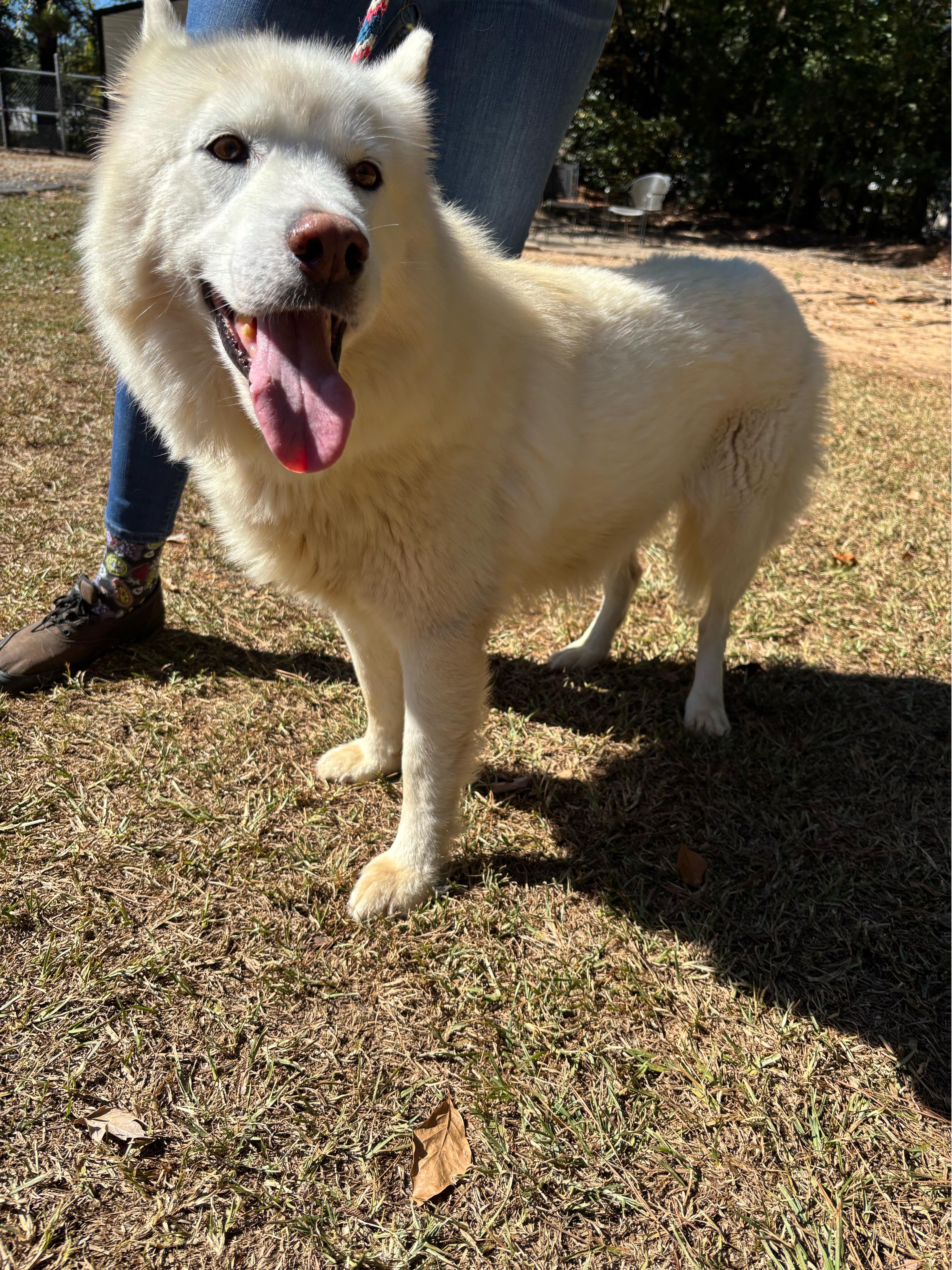 Floof, an adoptable Husky, Samoyed in Smyrna, GA, 30082 | Photo Image 2