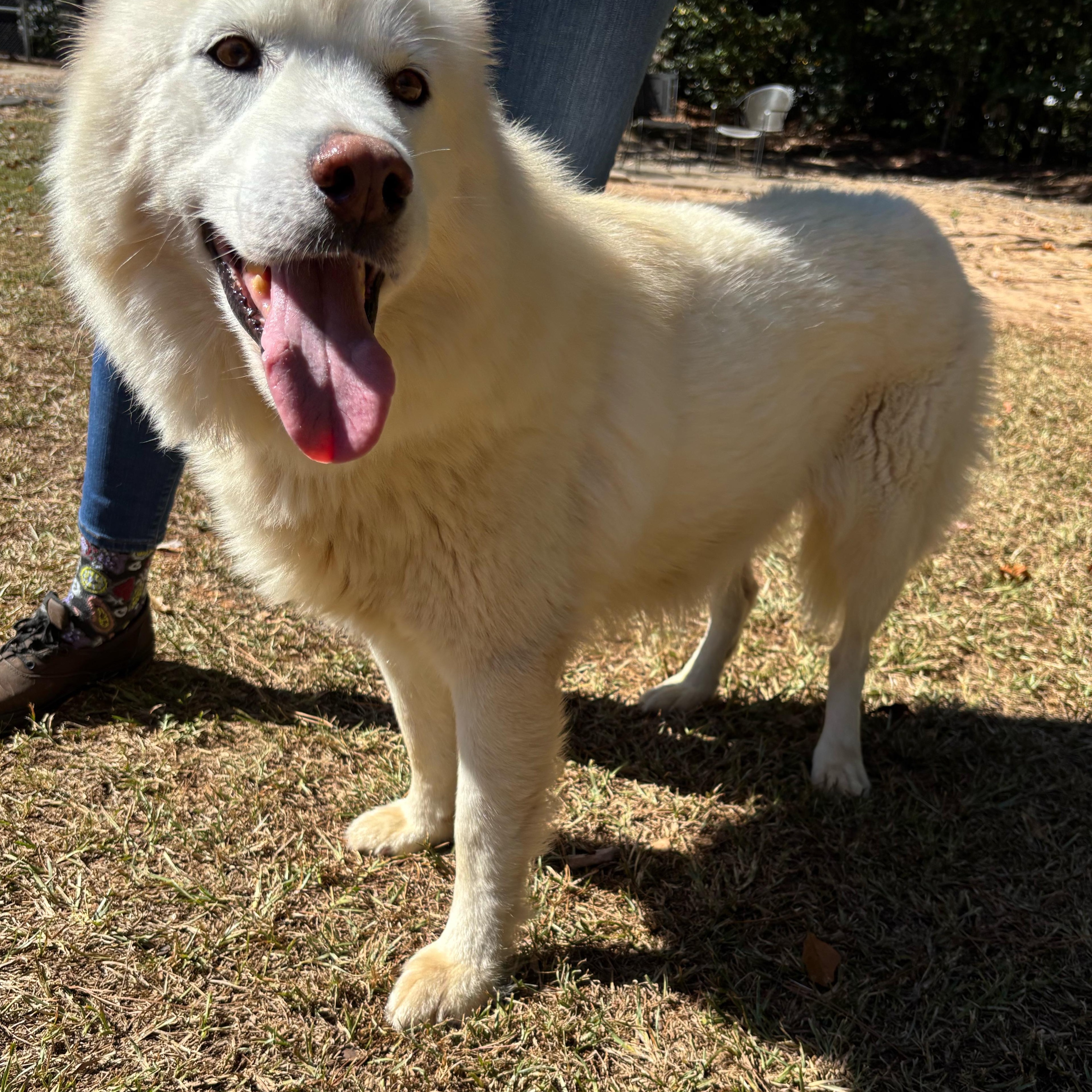Enlarge Floof, a Adoptable mixed breed image 2/2