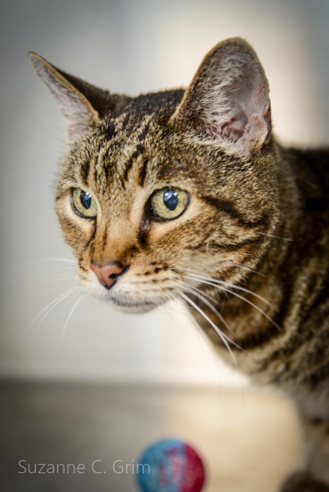 Bella, a Adoptable mixed breed in New Orleans, LA image 2/5