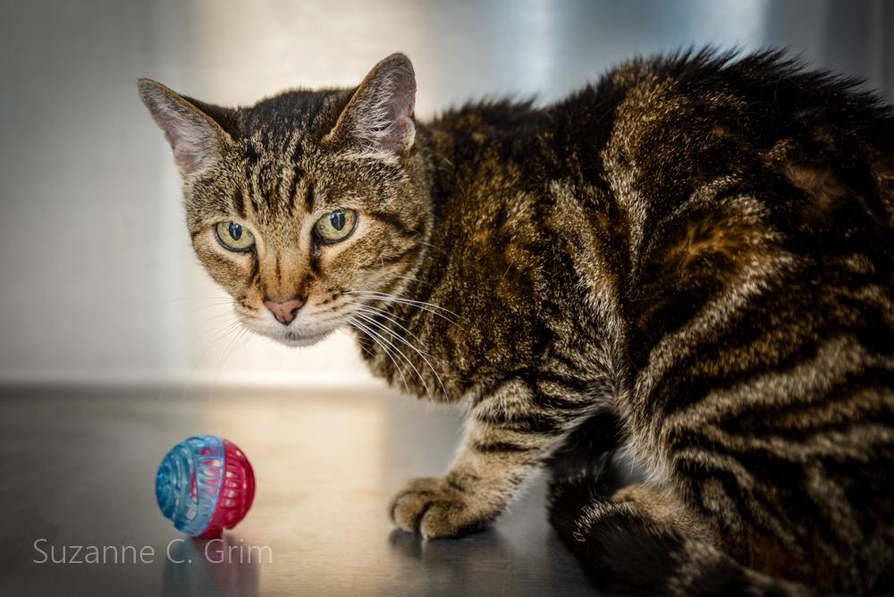 Bella, a Adoptable mixed breed in New Orleans, LA image 3/5