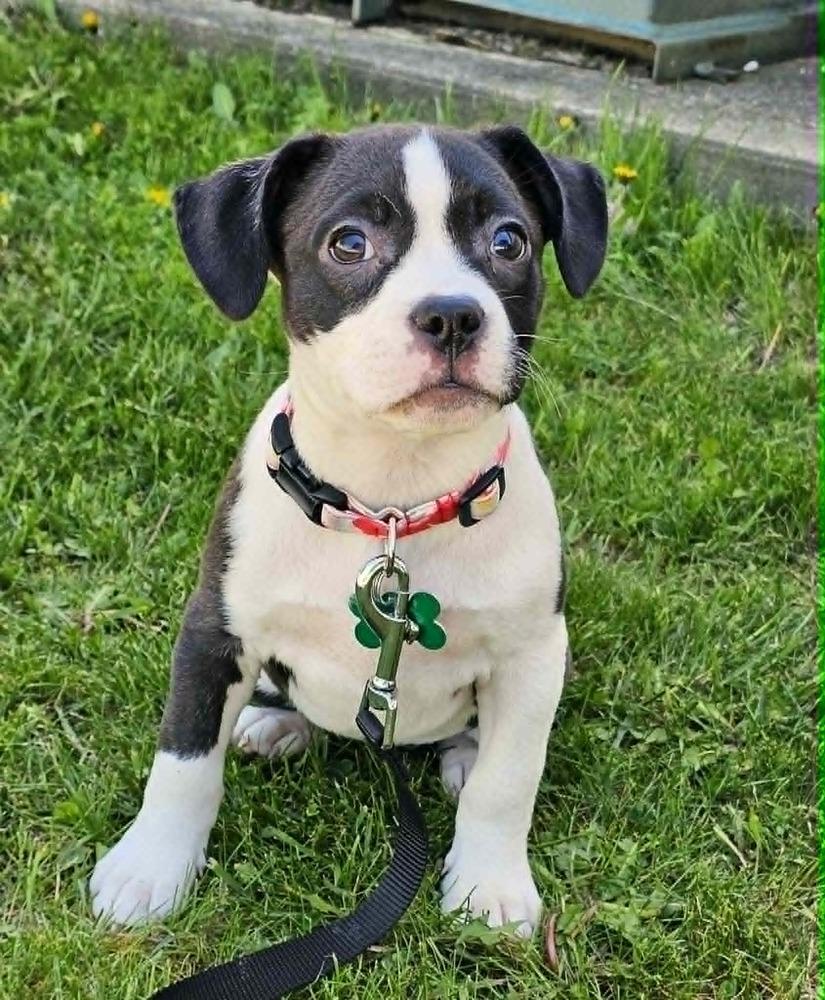 Midge, Adoptable, Puppy Female Boston Terrier.
