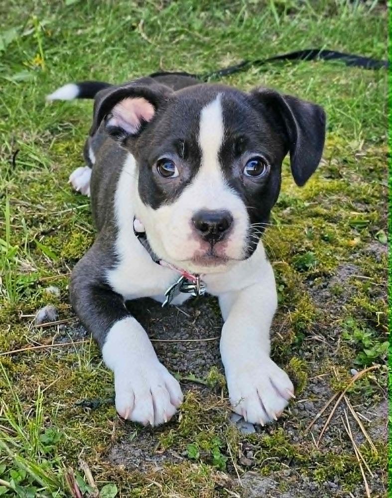 Enlarge Midge, a Adoptable mixed breed in Saginaw, MI image 2/4