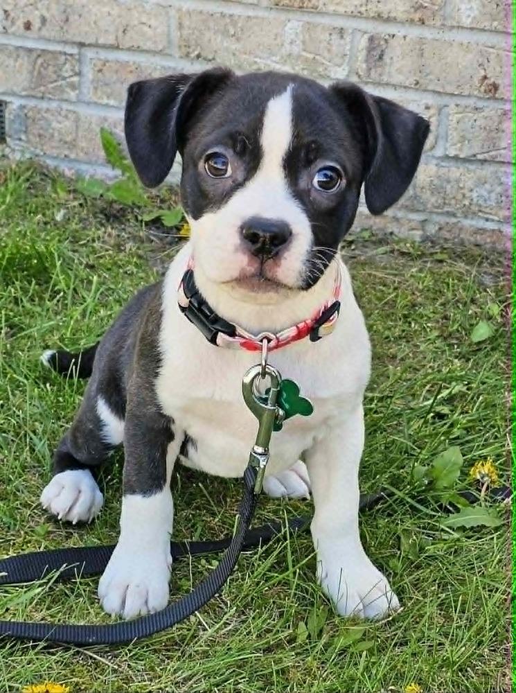 Enlarge Midge, a Adoptable mixed breed in Saginaw, MI image 3/4