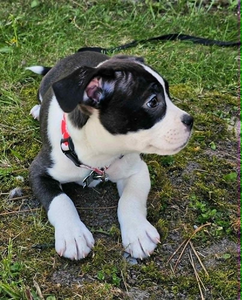Enlarge Midge, a Adoptable mixed breed in Saginaw, MI image 4/4