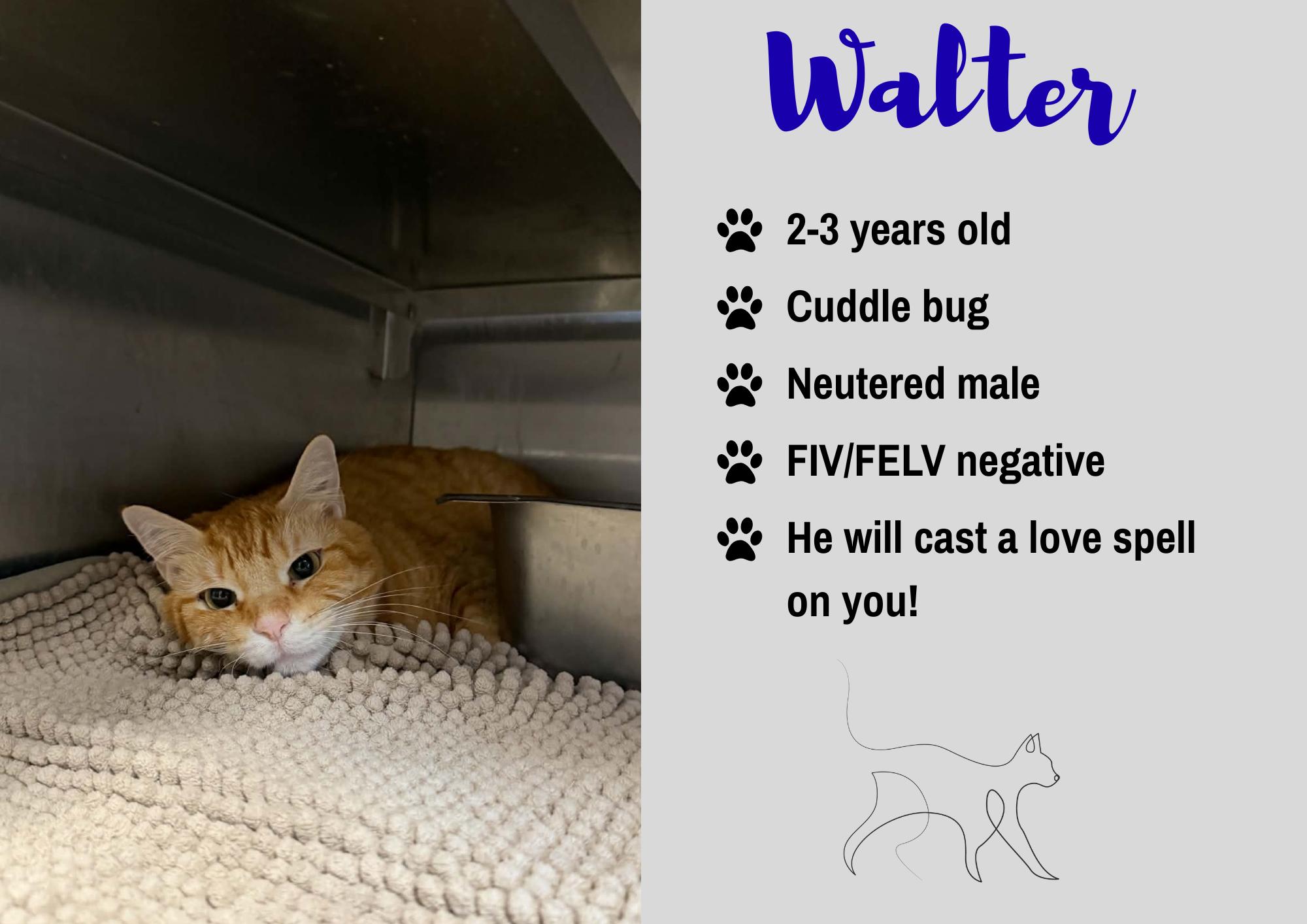 Enlarge Walter, a Adoptable Domestic Short Hair in Junction City, KS image 1/1
