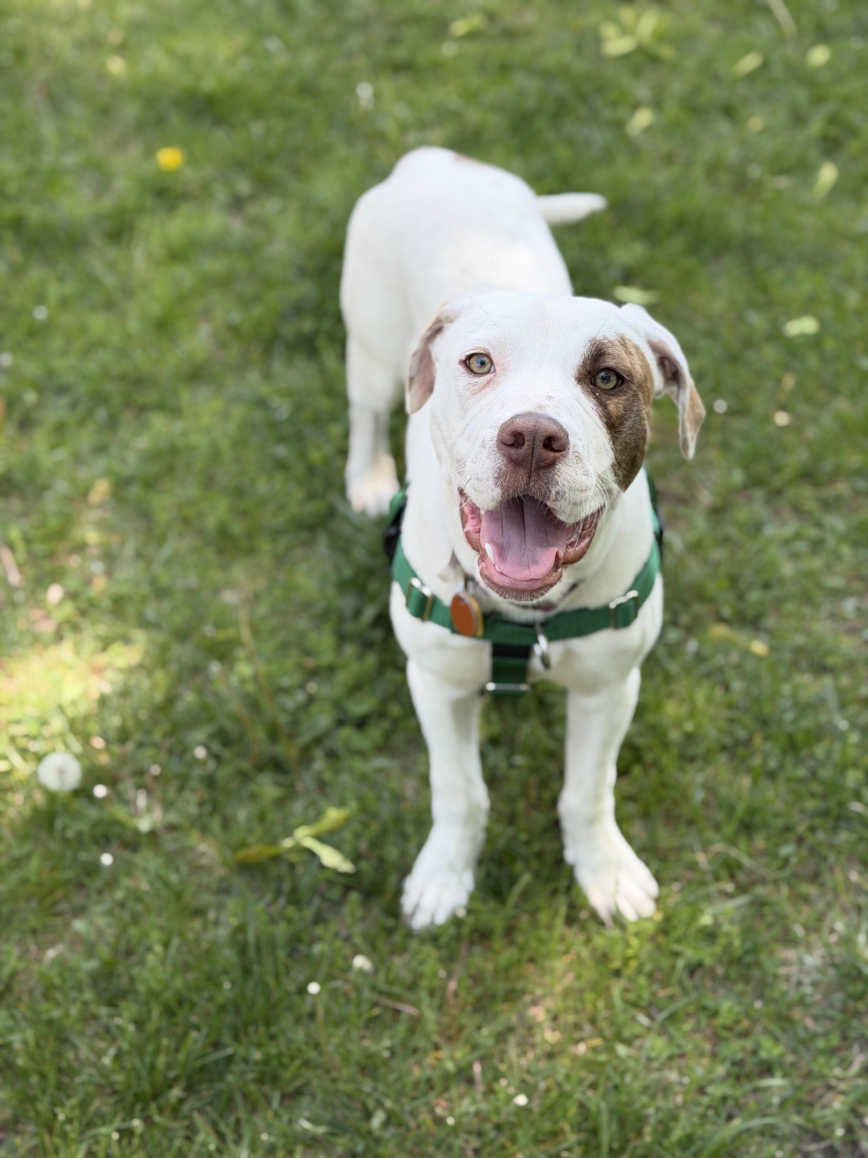 Enlarge Ella, a ADOPTABLE mixed breed in Oceanport, NJ image 1/6
