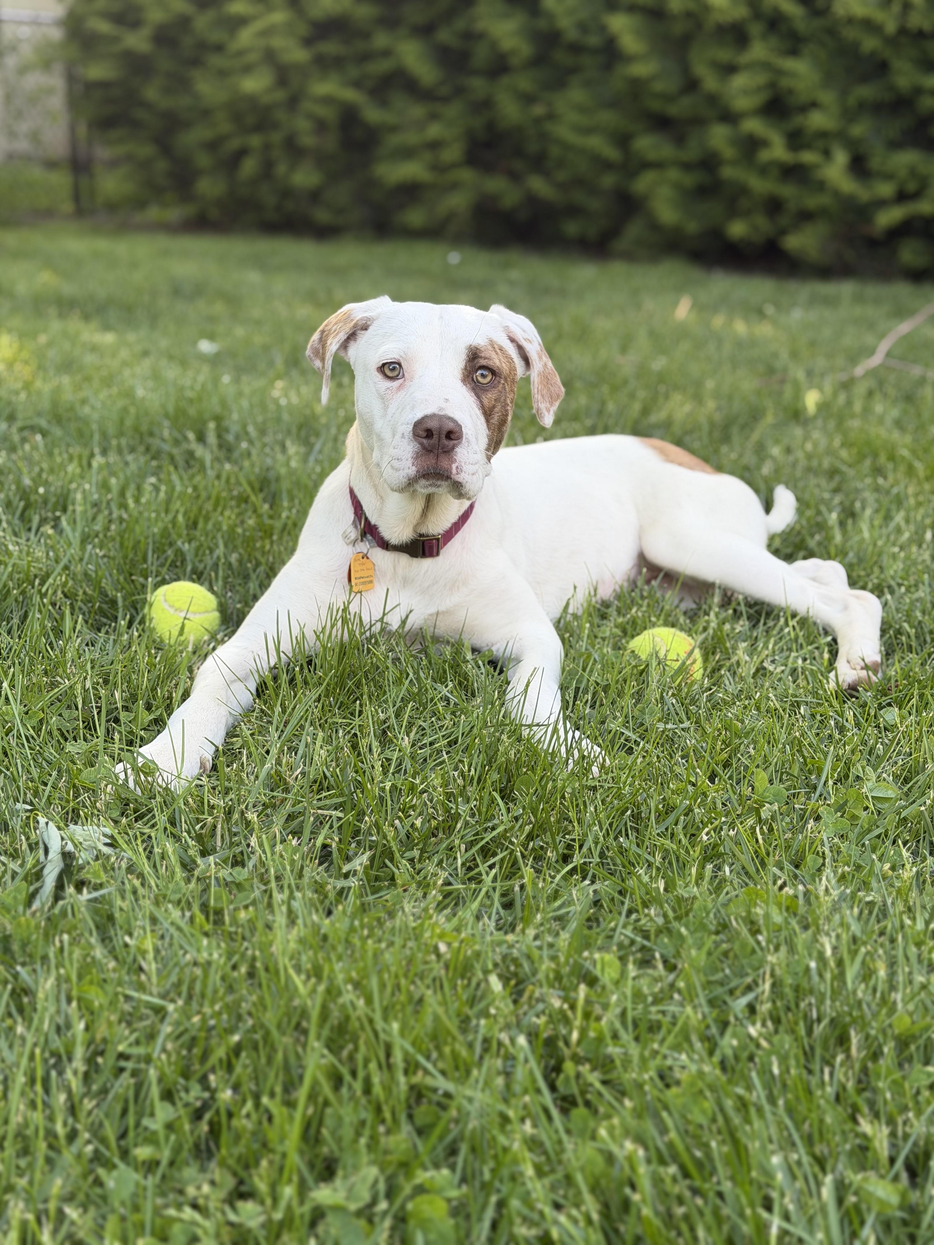 Enlarge Ella, a ADOPTABLE mixed breed in Oceanport, NJ image 2/6