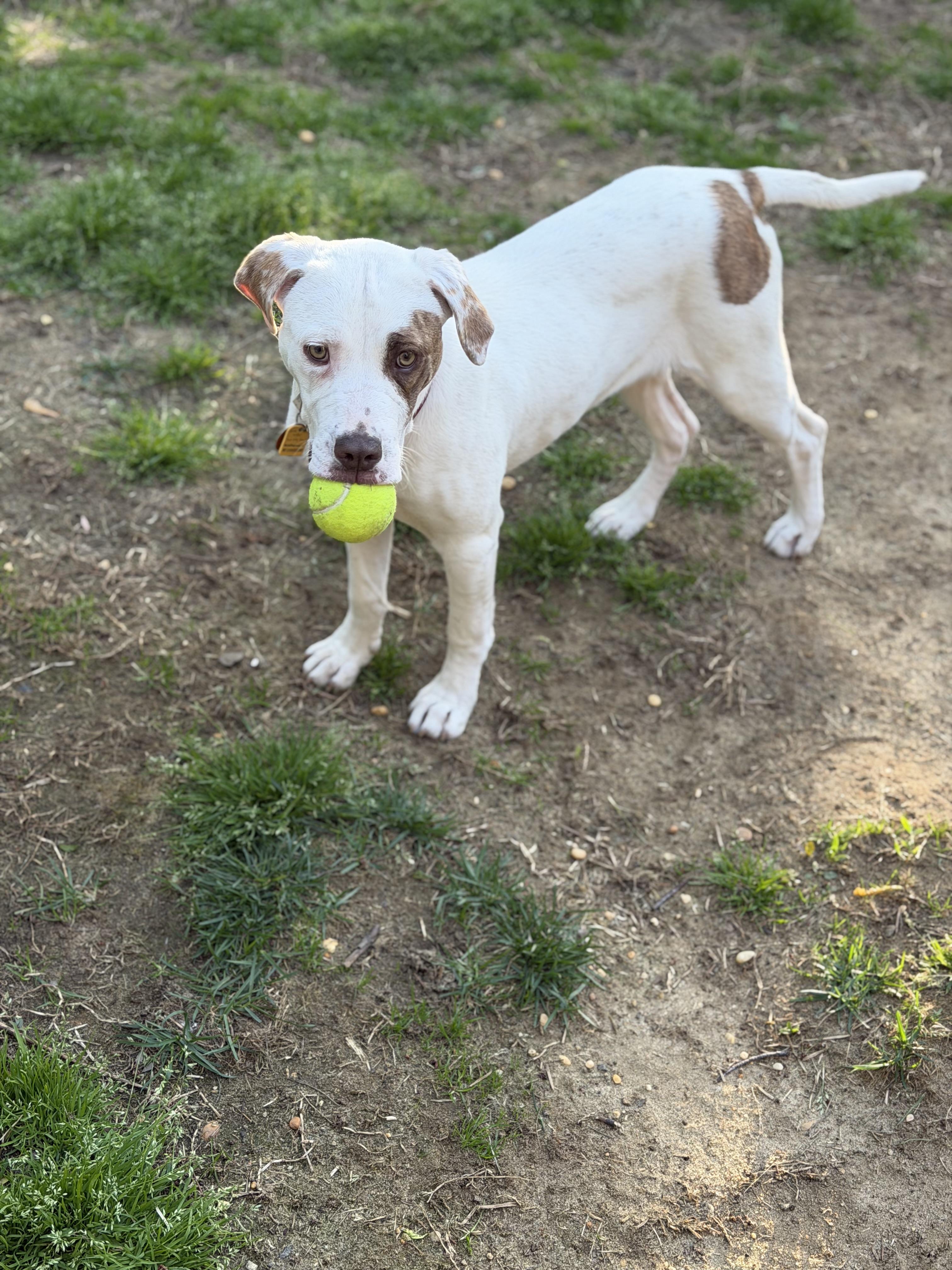 Enlarge Ella, a ADOPTABLE mixed breed in Oceanport, NJ image 3/6