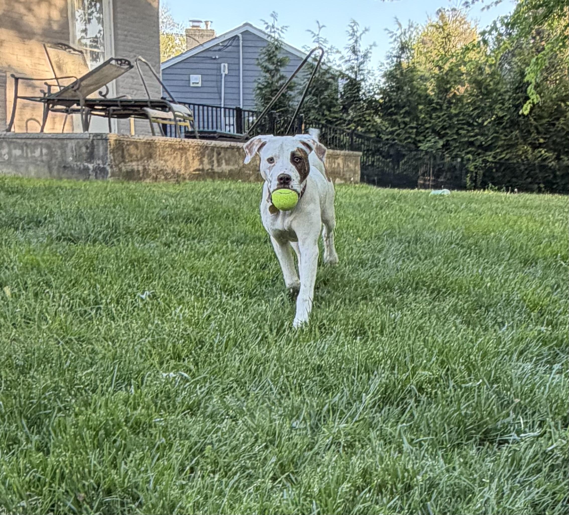 Enlarge Ella, a ADOPTABLE mixed breed in Oceanport, NJ image 6/6