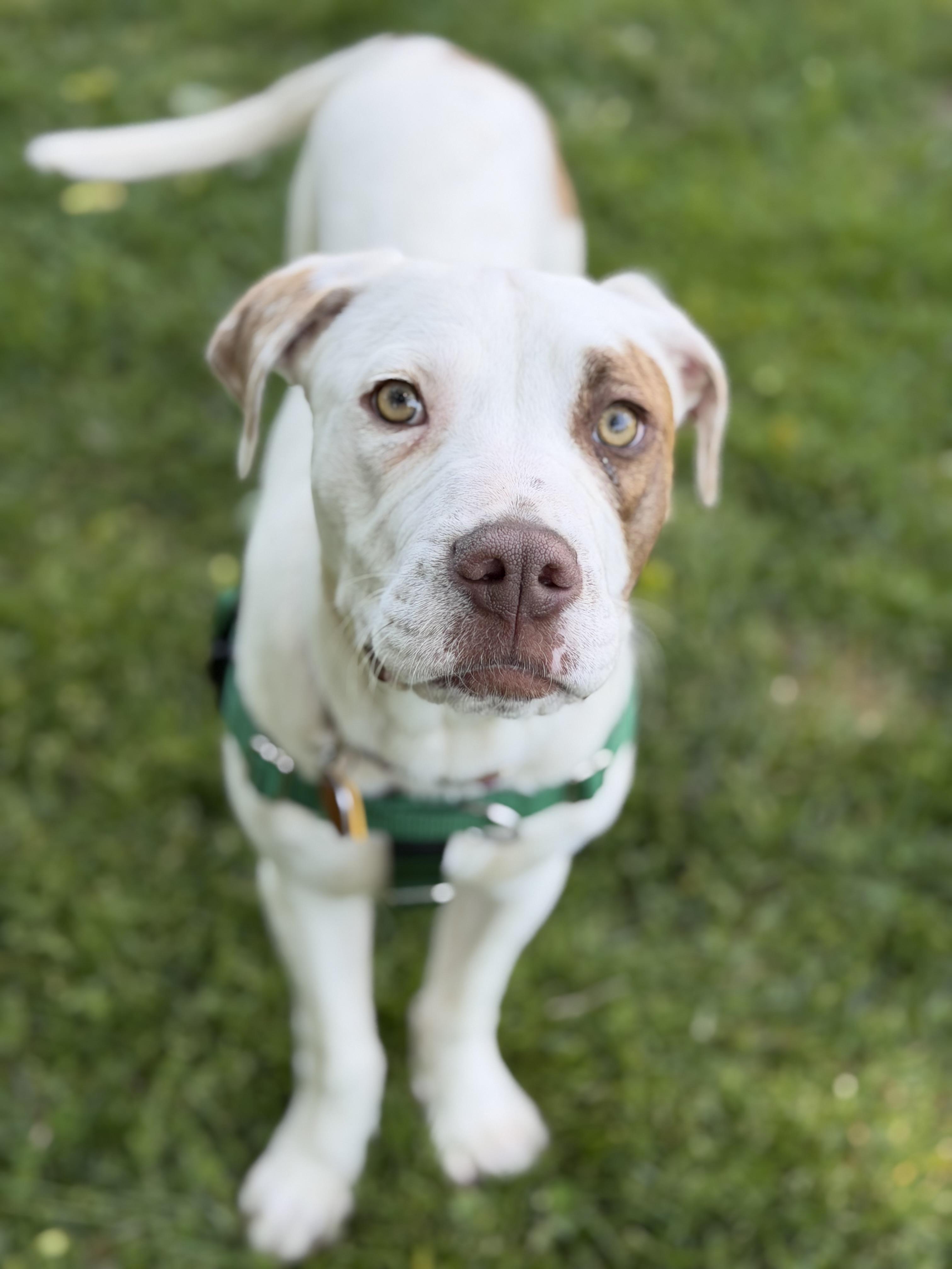Enlarge Ella, a ADOPTABLE mixed breed in Oceanport, NJ image 5/6