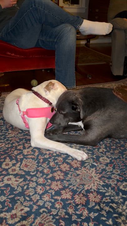Enlarge Ella, a ADOPTABLE mixed breed in Oceanport, NJ video 4/6