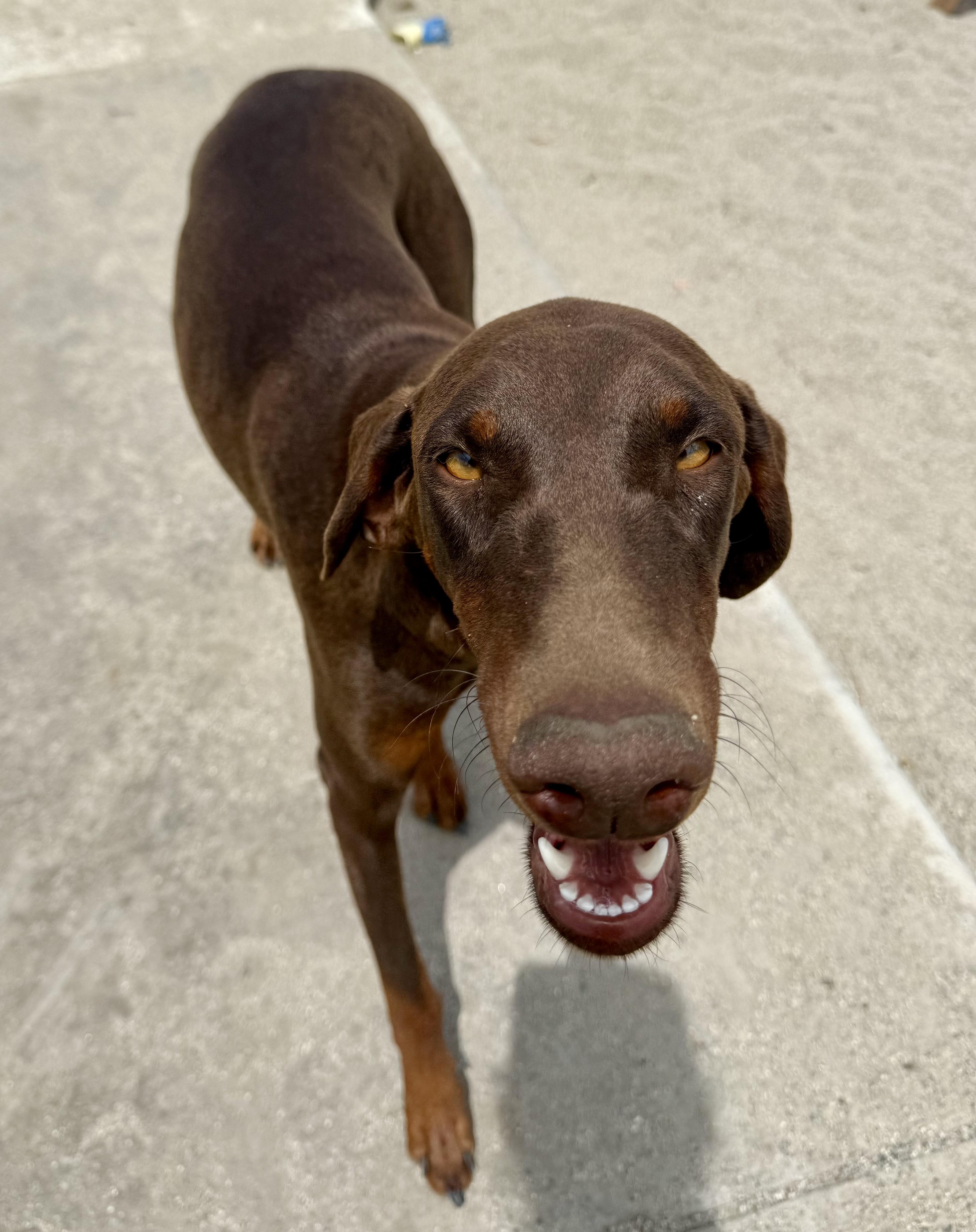 Katie, Adoptable, Young Female Doberman Pinscher.