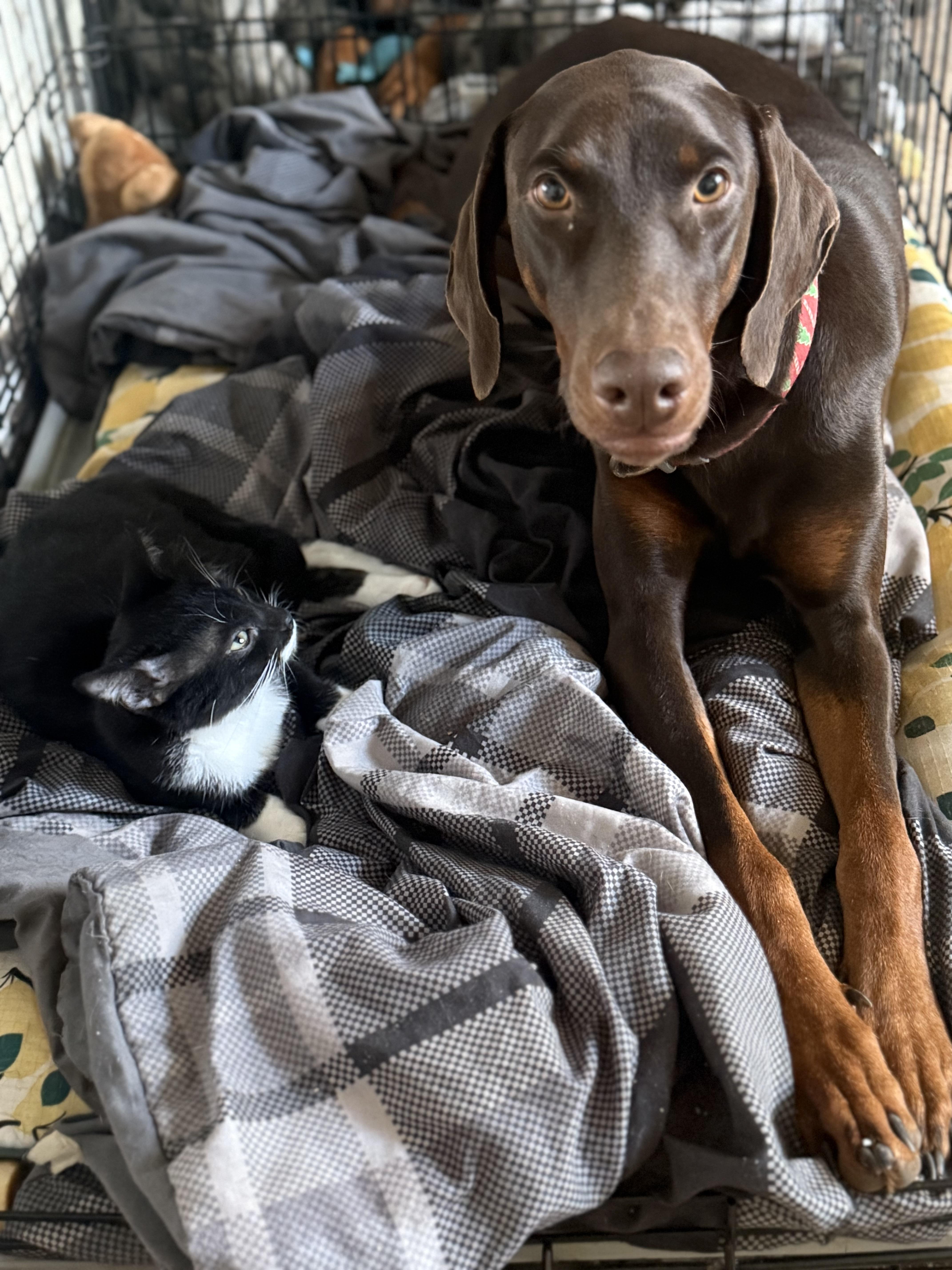 Enlarge Katie, a Adoptable Doberman Pinscher in Los Angeles, CA image 2/2