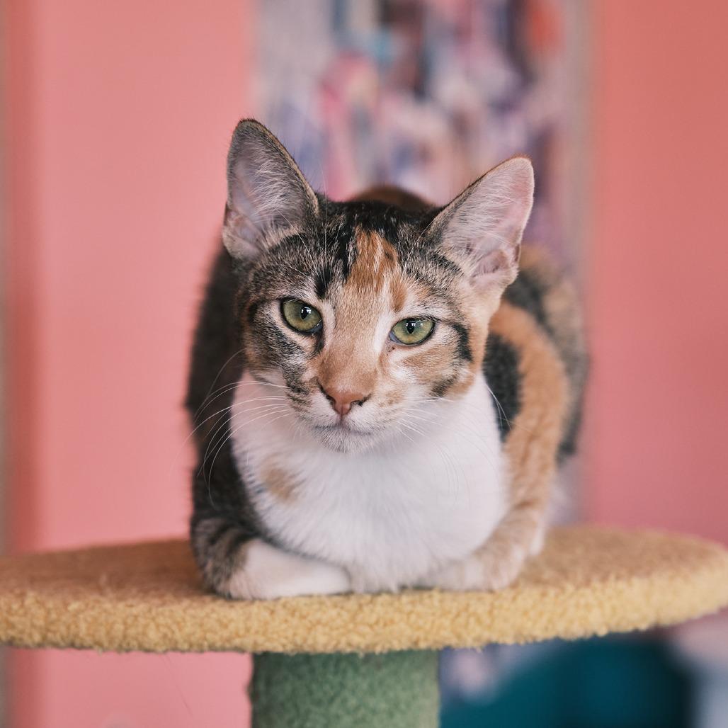 Pumpkin Pie, Adoptable, Young Female Domestic Short Hair & Abyssinian.